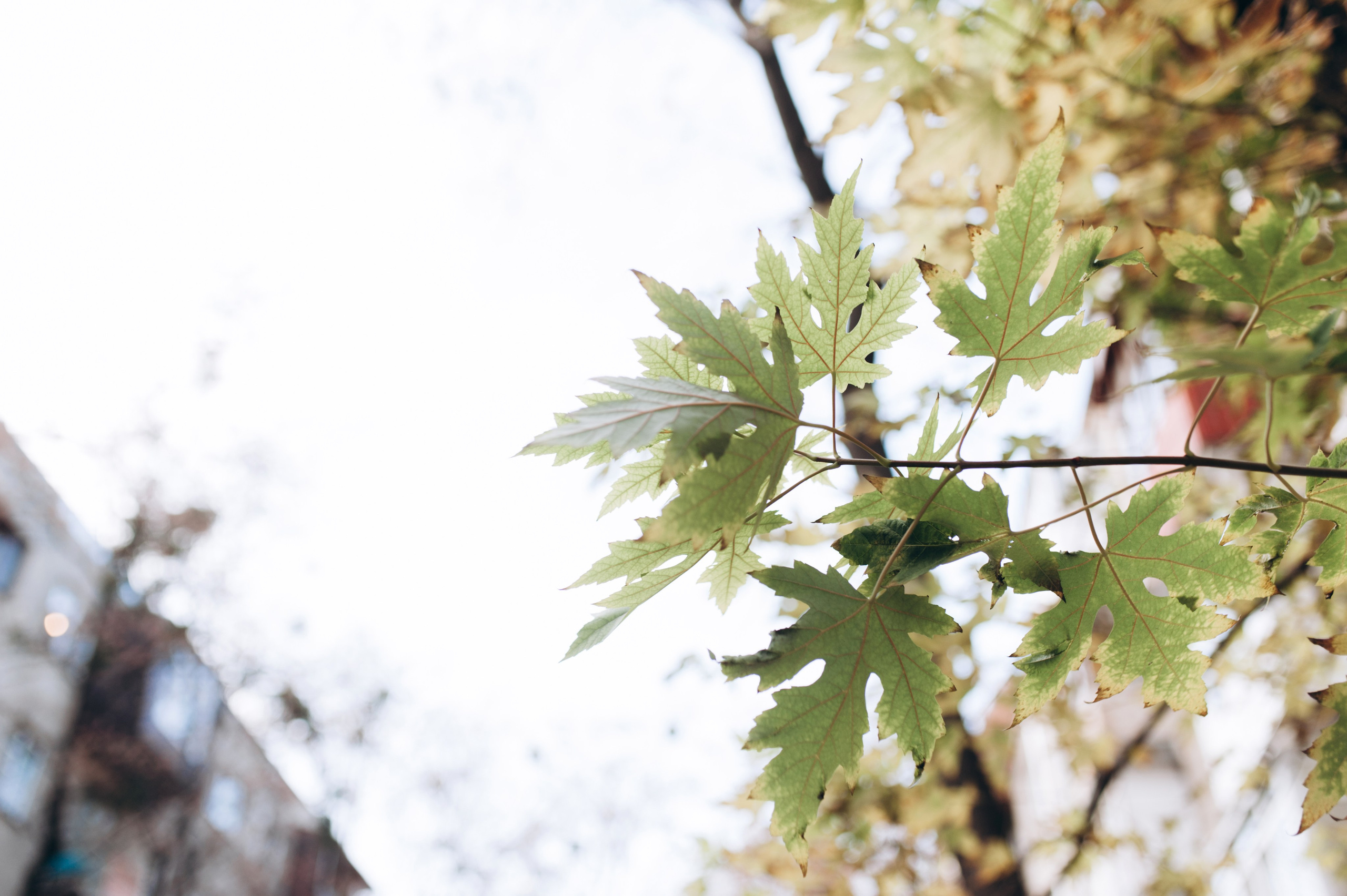Anna & Serhii. Familien- und Hochzeitsfotografin. Ich arbeite in Koblenz und Rheinlan