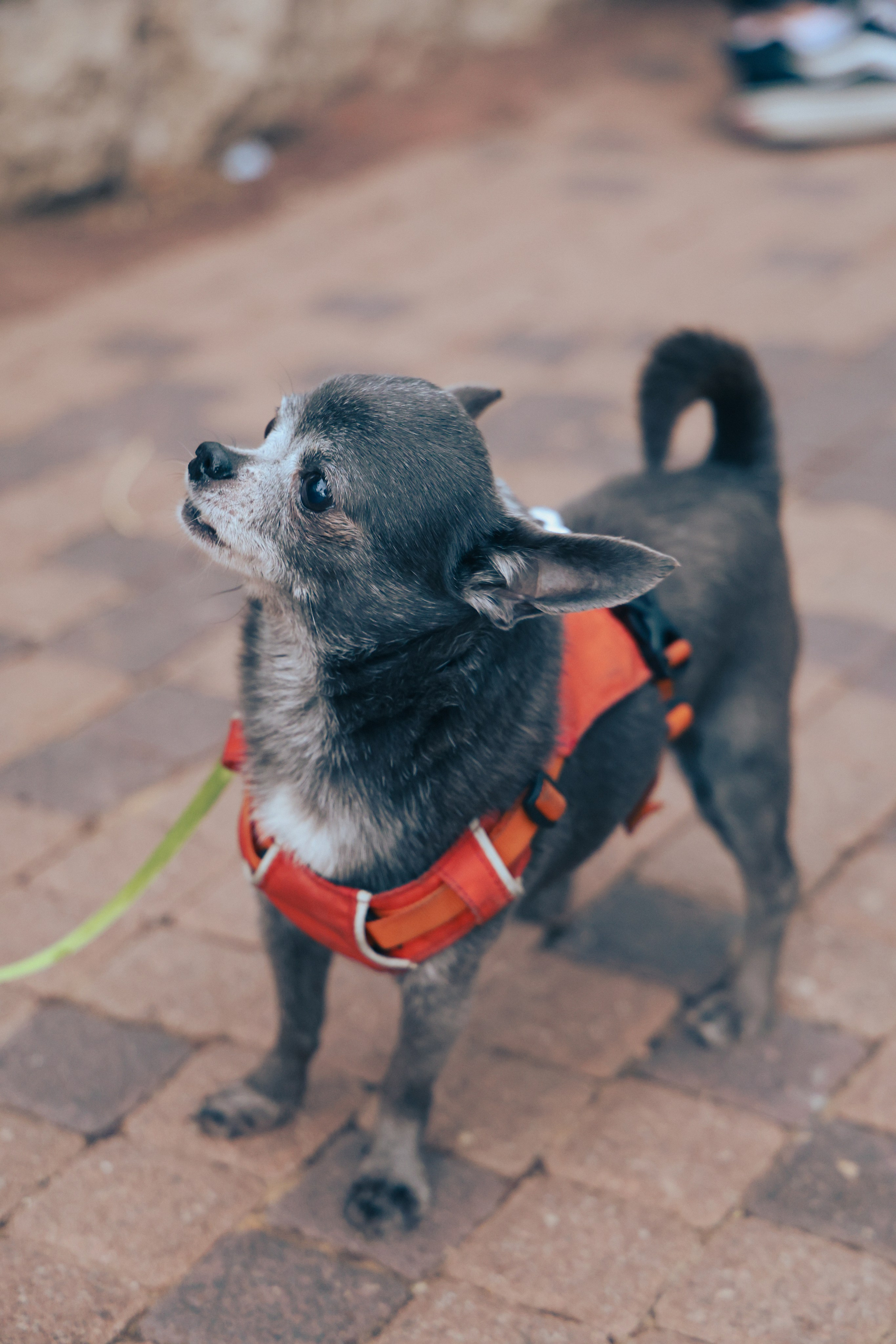 Семейная. Photo__Vladi