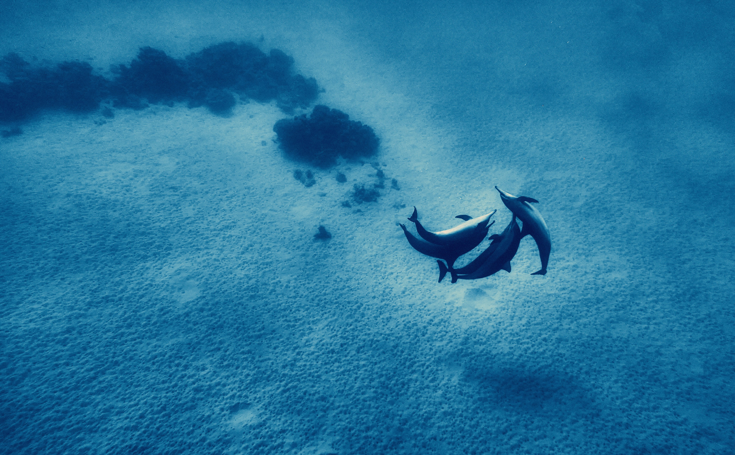 2023-11 - Diving Safari Deep South Egypt. Andriej Szypilow — Photography & Videography