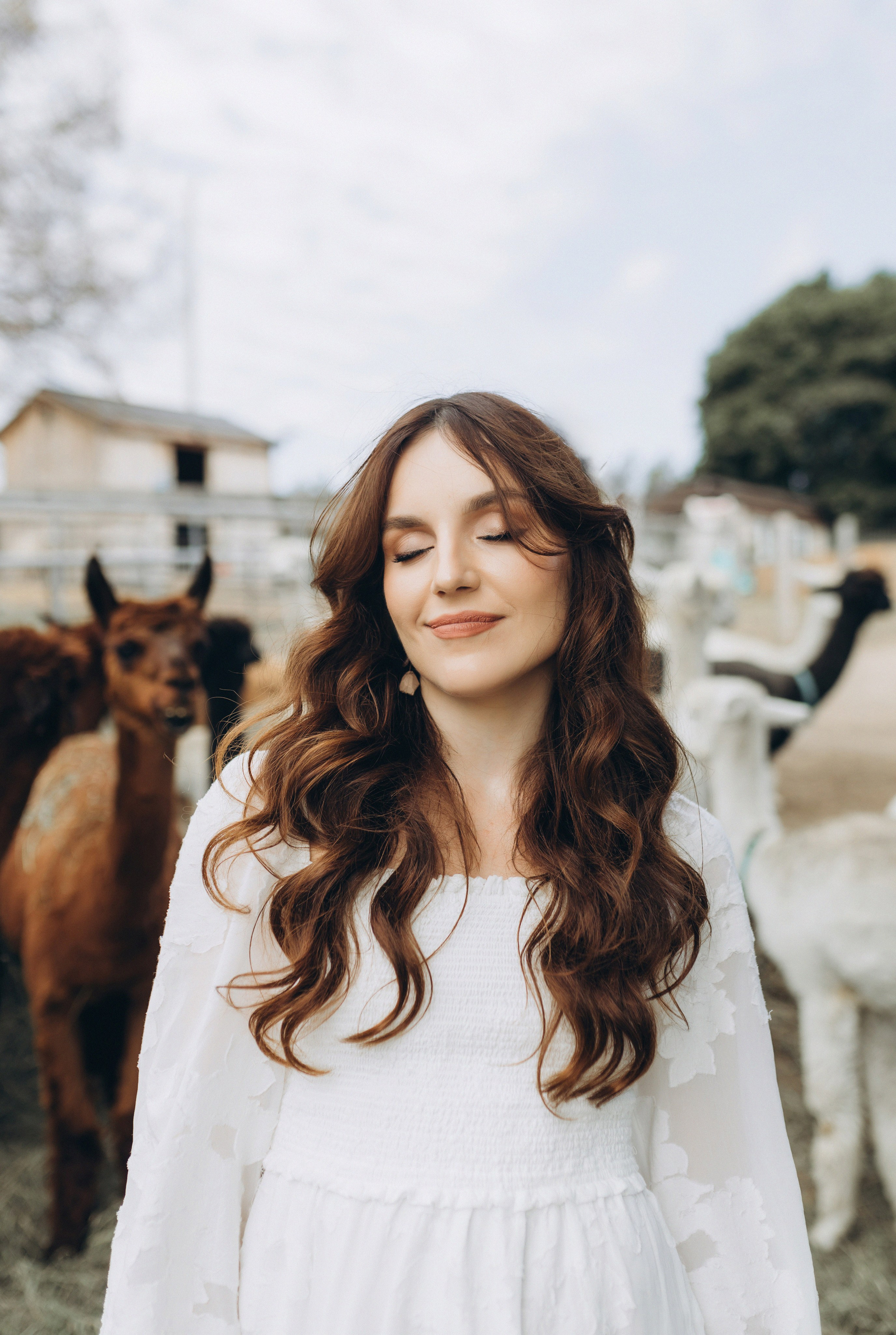 Alpacas Farm. Chernenko.photography