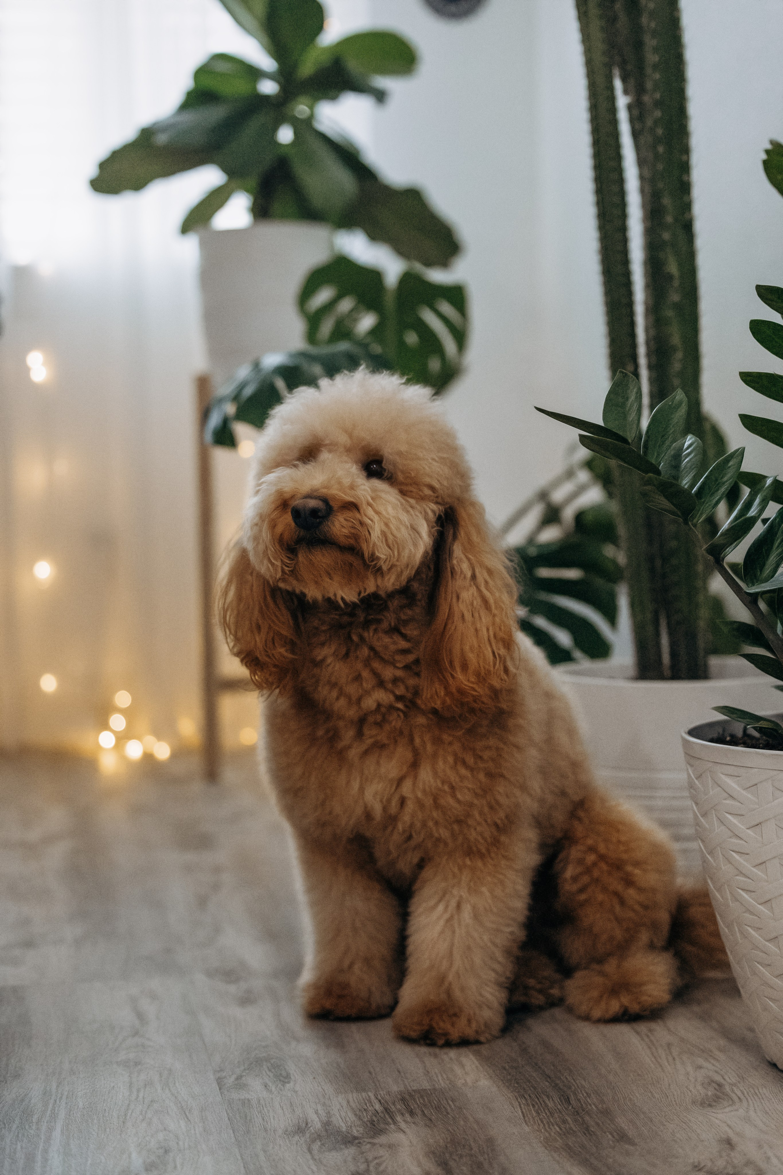Richie & his Family. Pet Photographer Viktoriya Aleshenko