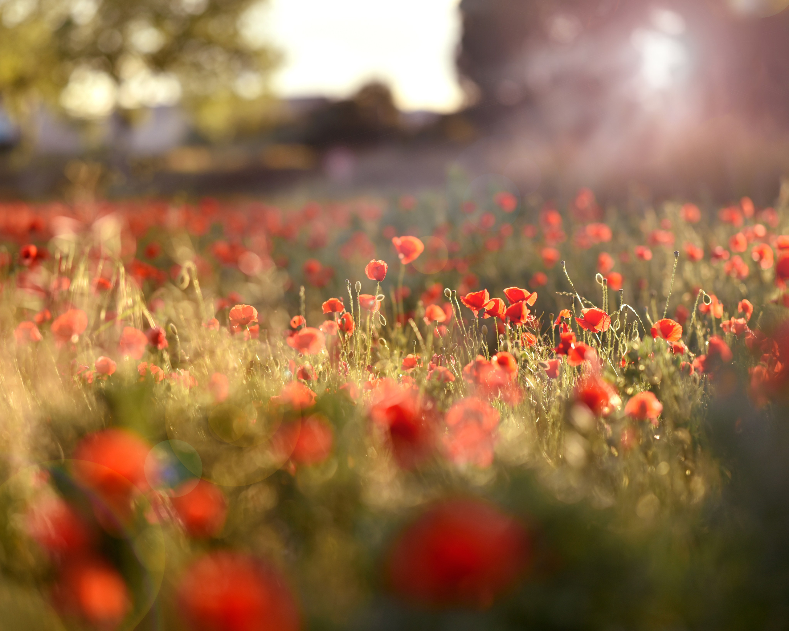 Séance photo dans un champ de coquelicots BEZIERS. Photographe Professionnel à Béziers et Montpellier – Mariages, Portraits et Vidéos Aériennes