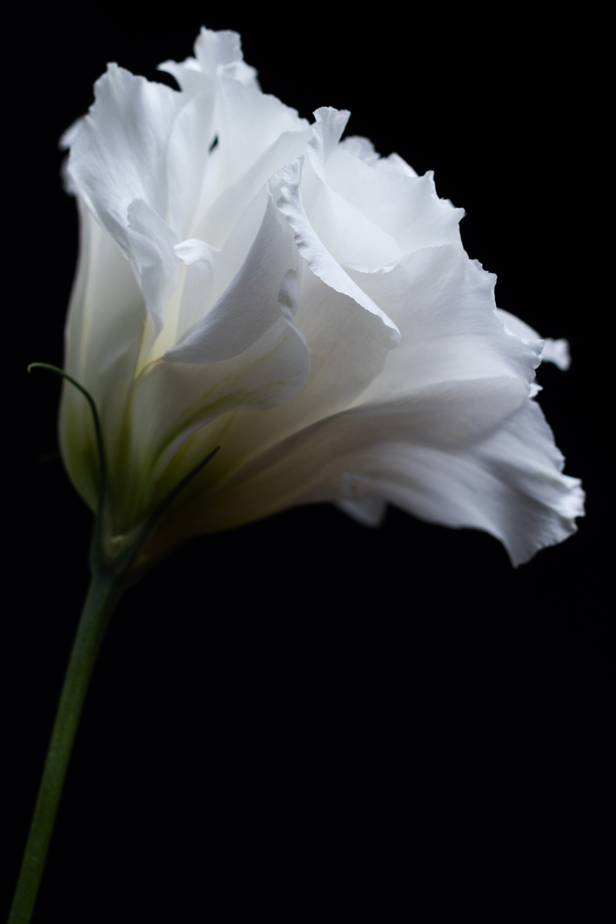 Предметная съемка. Семейный и рекламный фотограф в Ташкенте Мария Кудрявцева