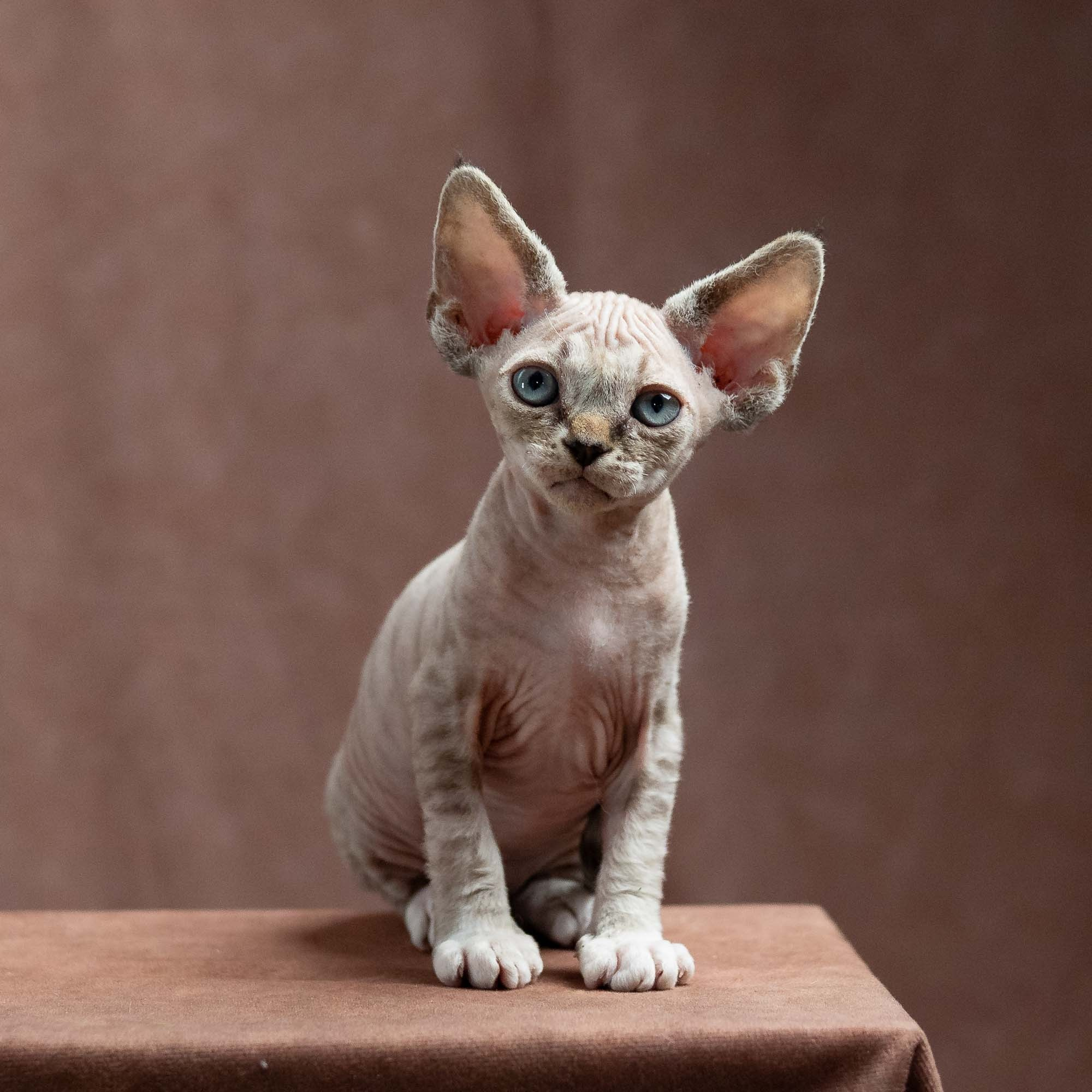 Finn,  boy, born on 01.01.25. Devon Rex Pixie Cattery