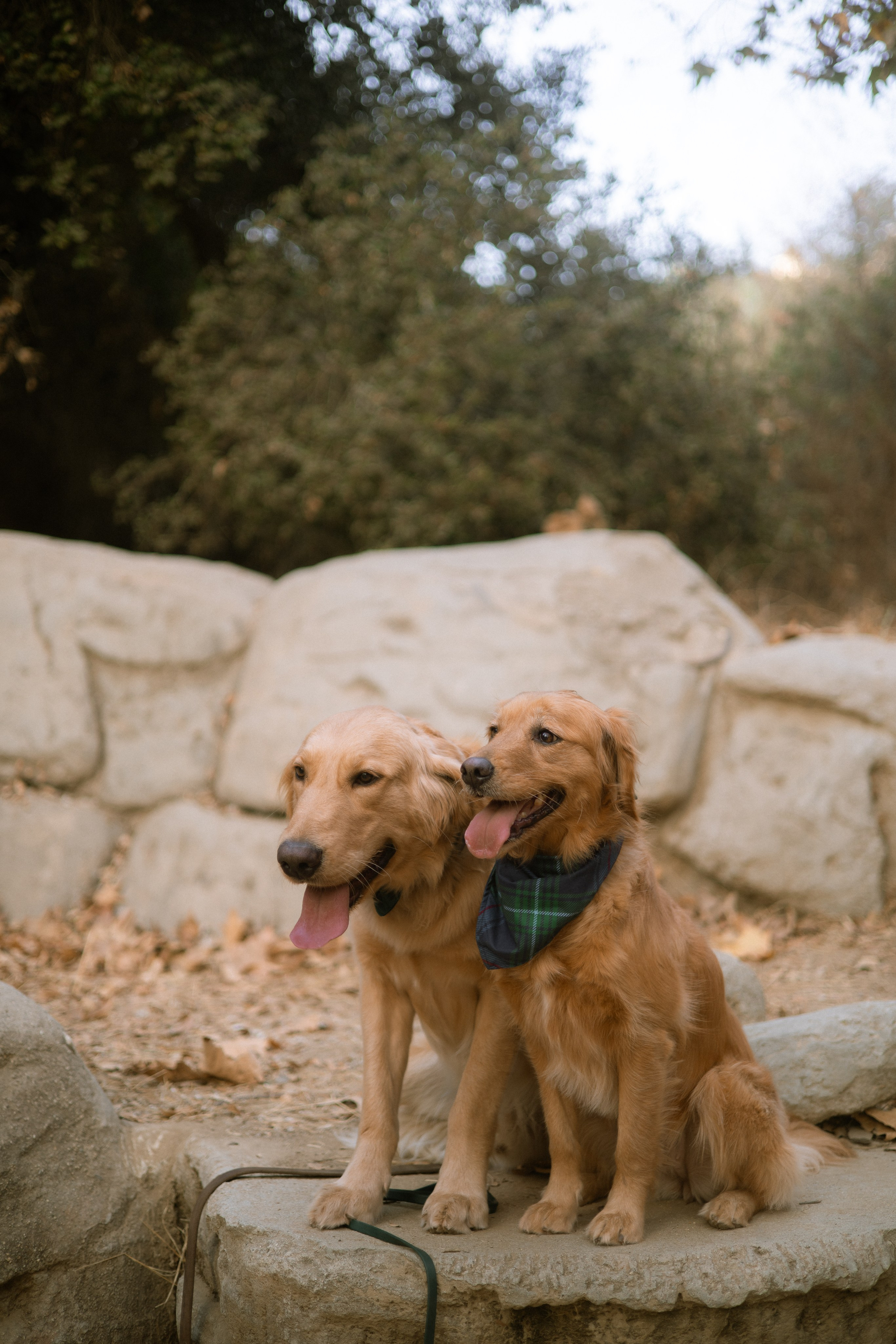 Briana, Denali & Stoeger. Photographer in Los Angeles. Julia Ishmuratova