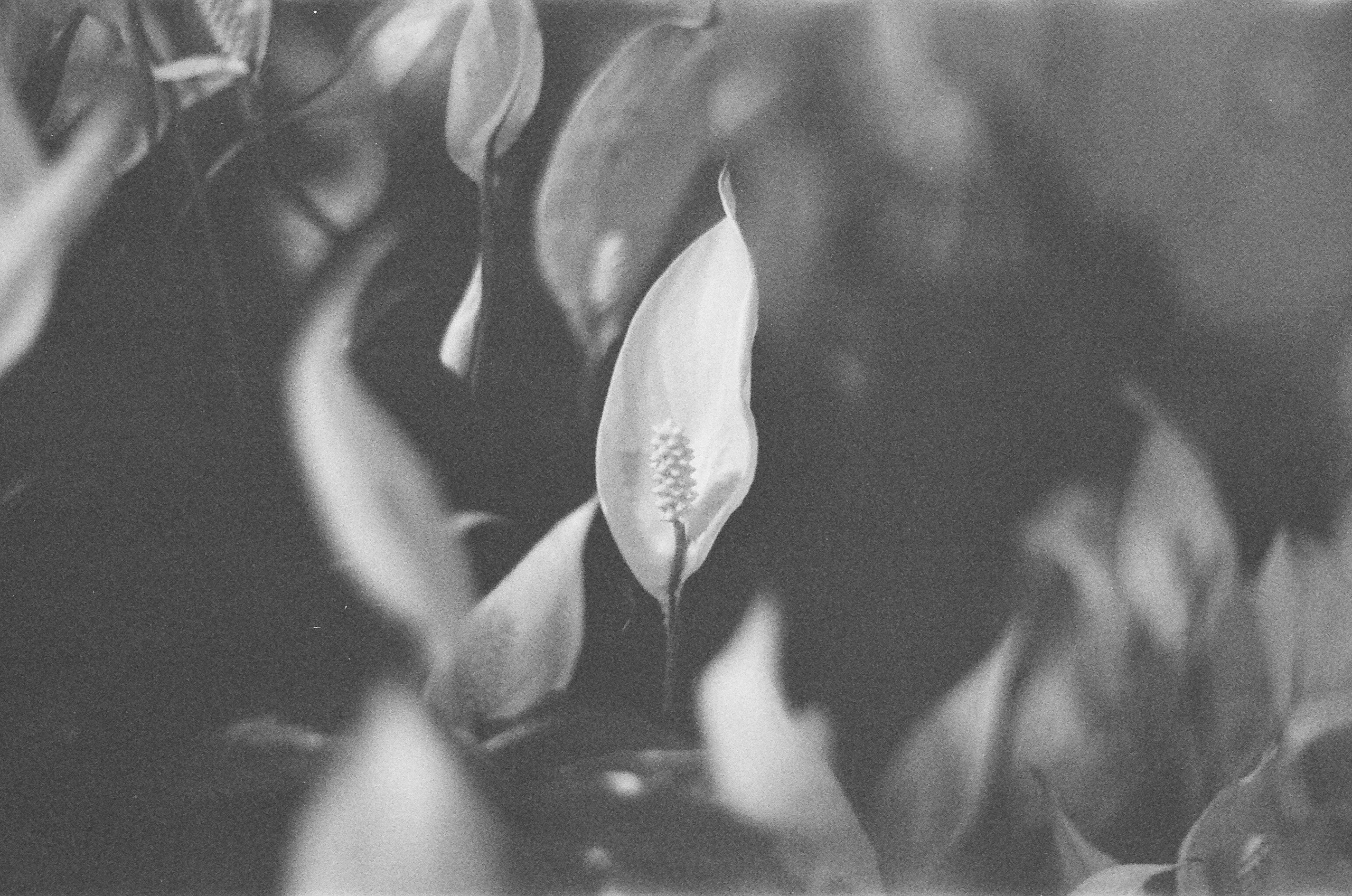 Argentique 🎞️ 📷. Anastasia Shapoval violoniste et photographe. Paris — Bourges