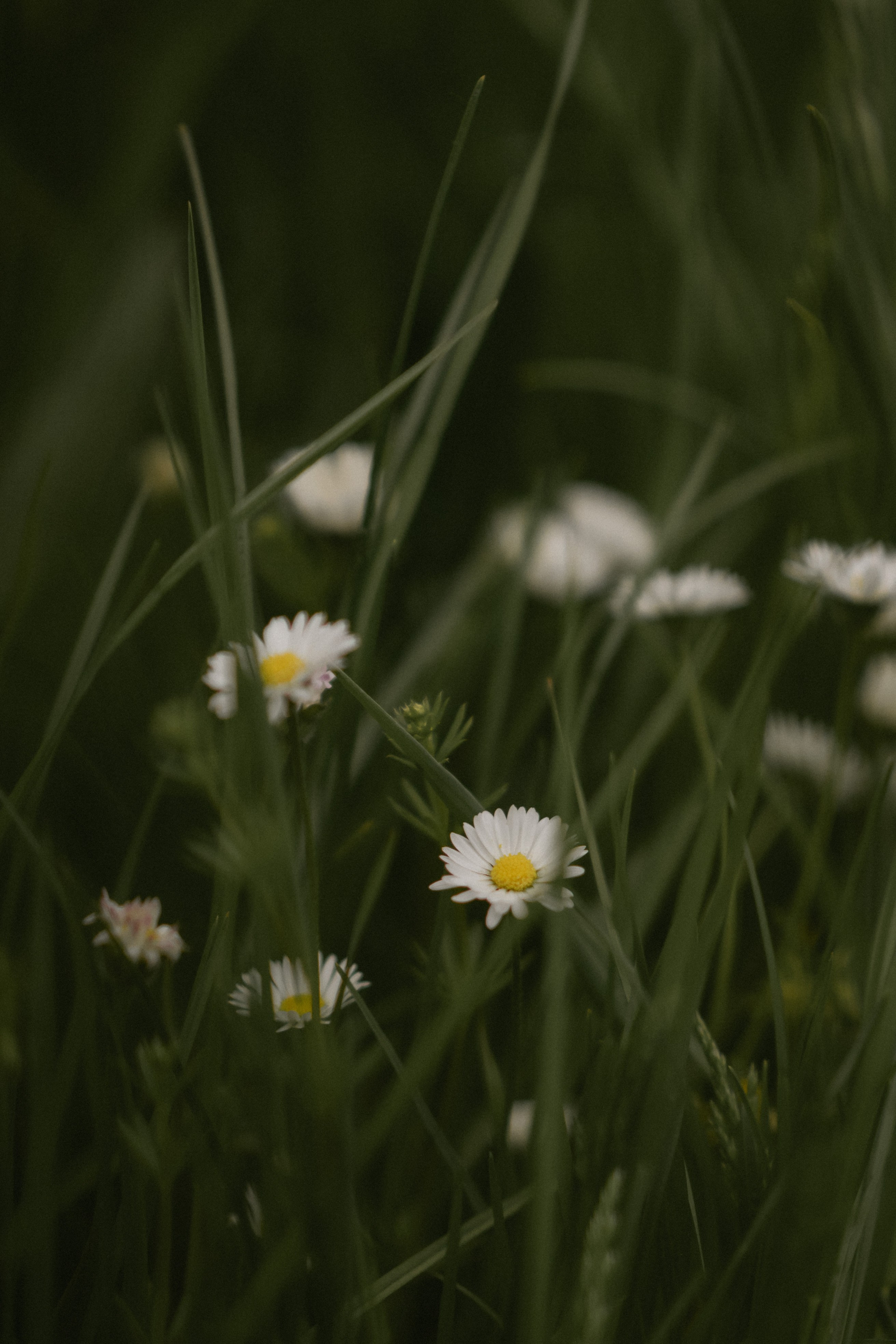 REGENHOCHZEIT IN HERRIEDEN. Фотограф в Нюрнберге Ирина Менерт из Ансбаха
