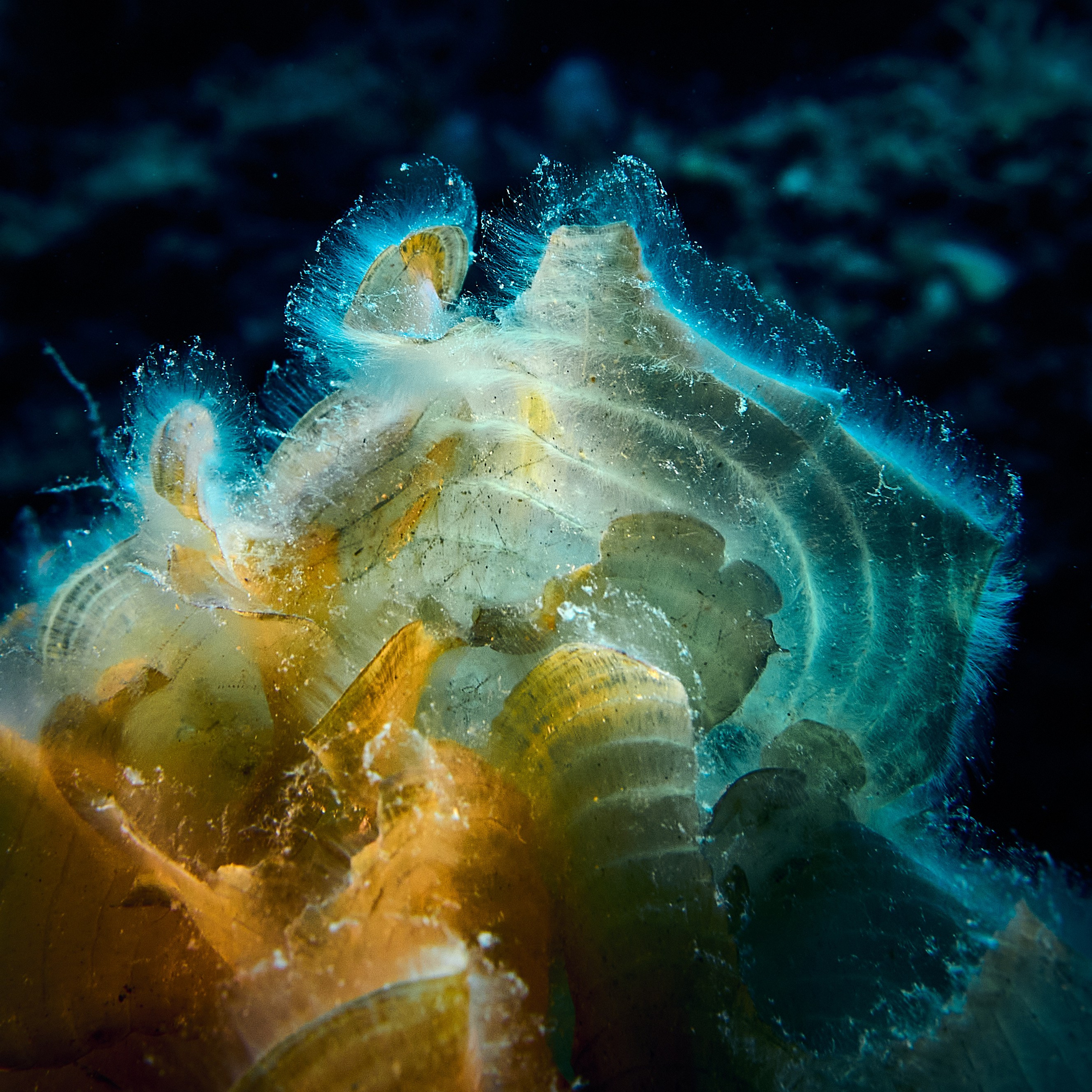 Mieszkańcy mórz. Andriej Szypilow — Photography & Videography