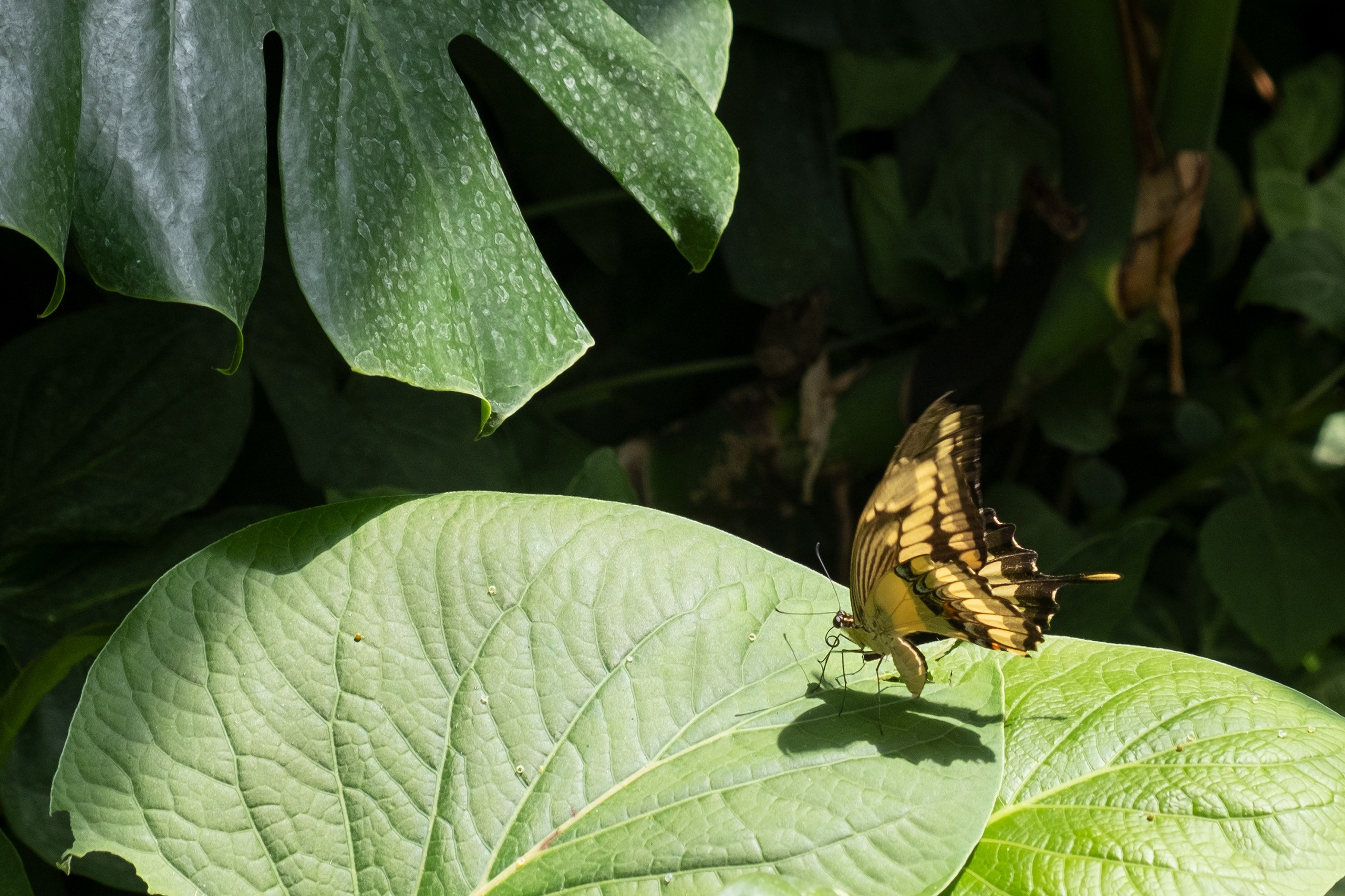 Майнау — остров цветов. Elina Reisen. Туристическое агентство в Аугсбурге