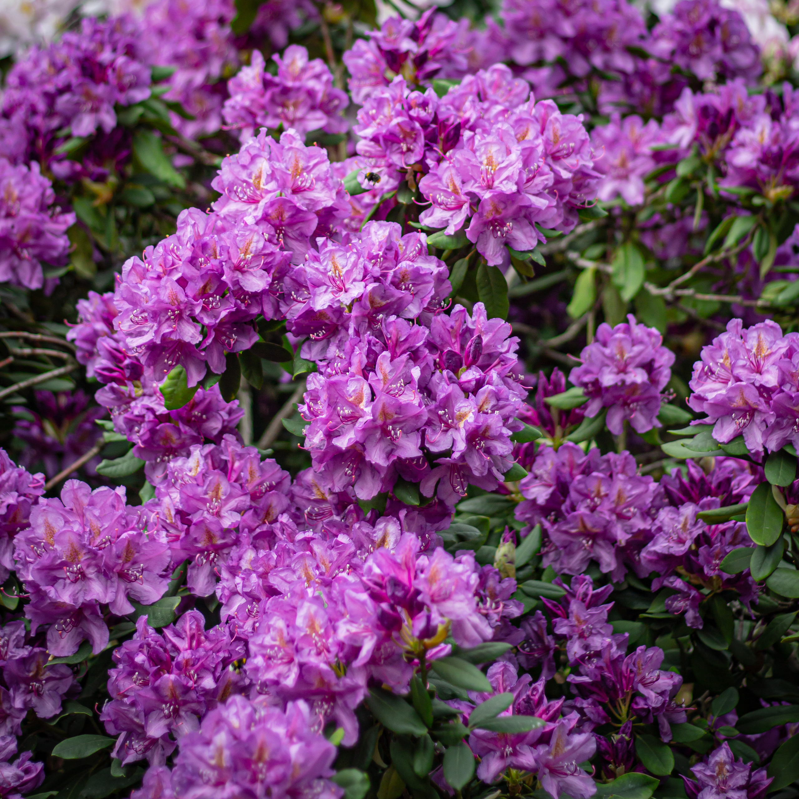 Różanecznik. Główny