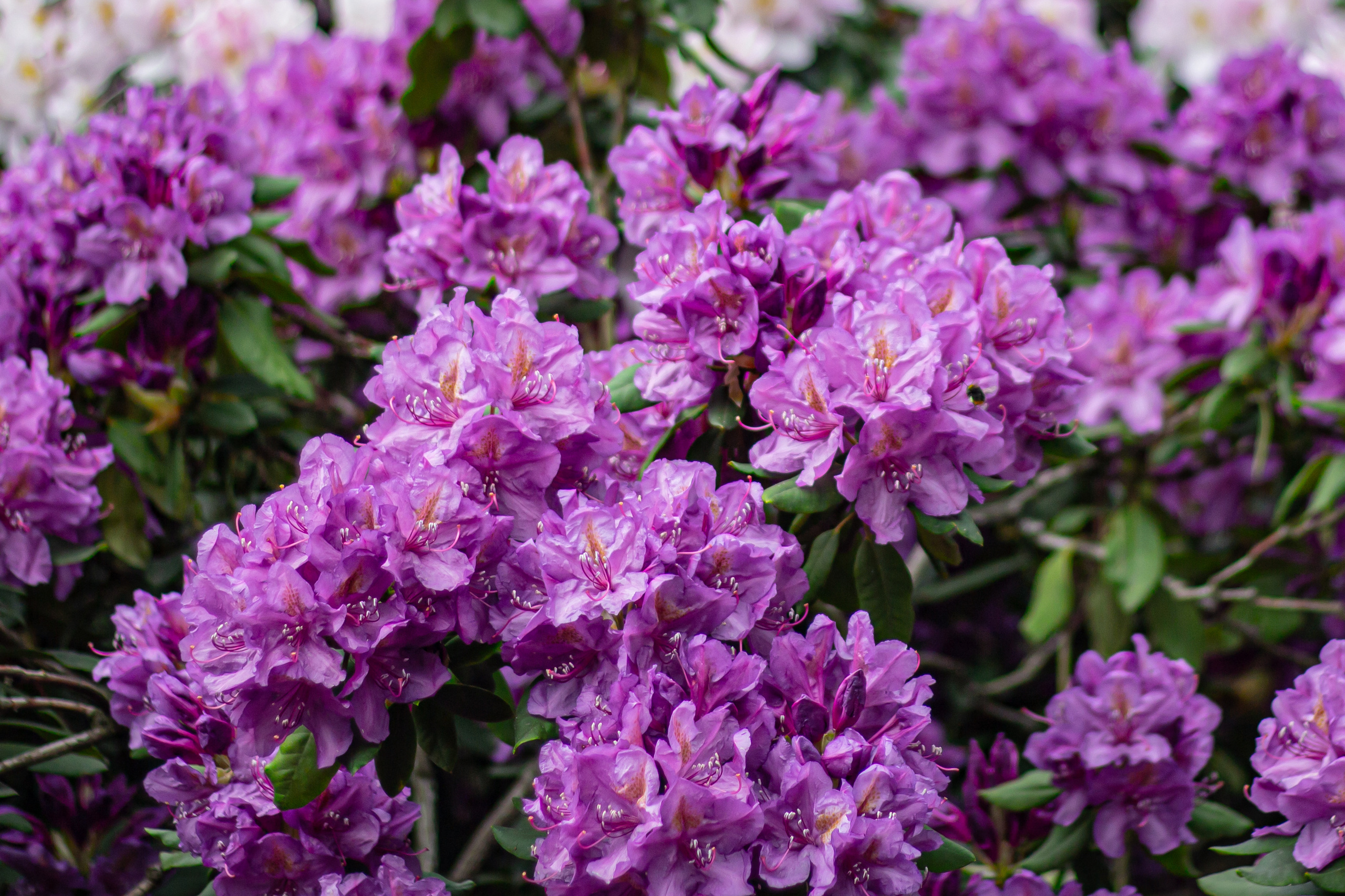 Różanecznik. Główny