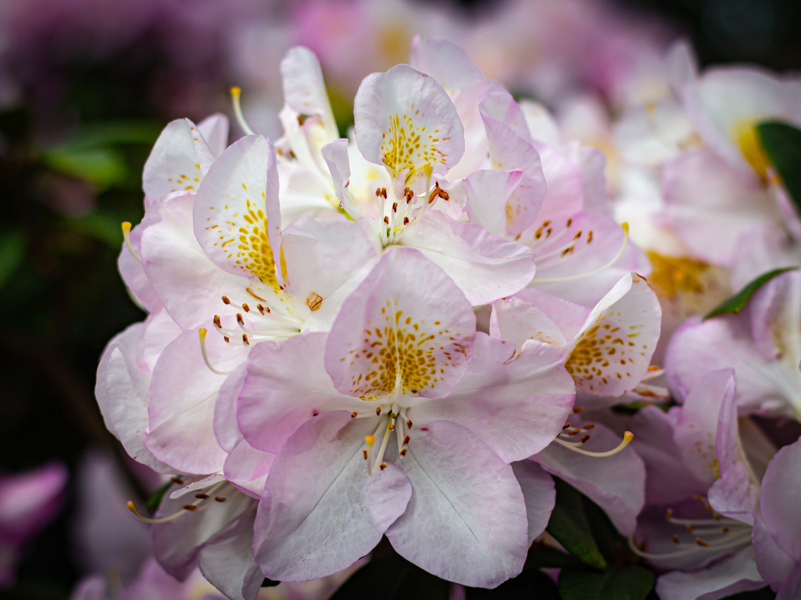 Różanecznik. Główny