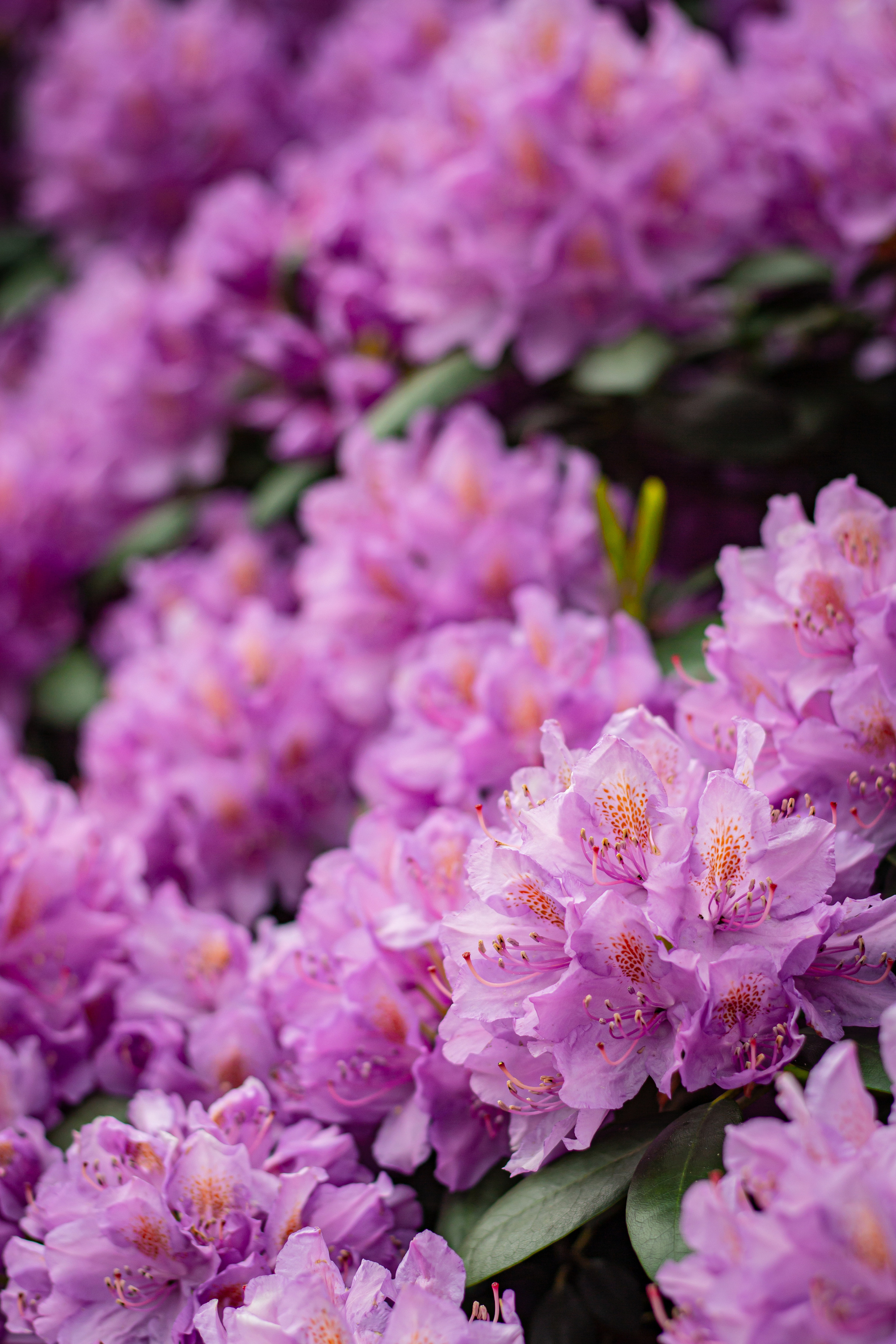 Różanecznik. Główny