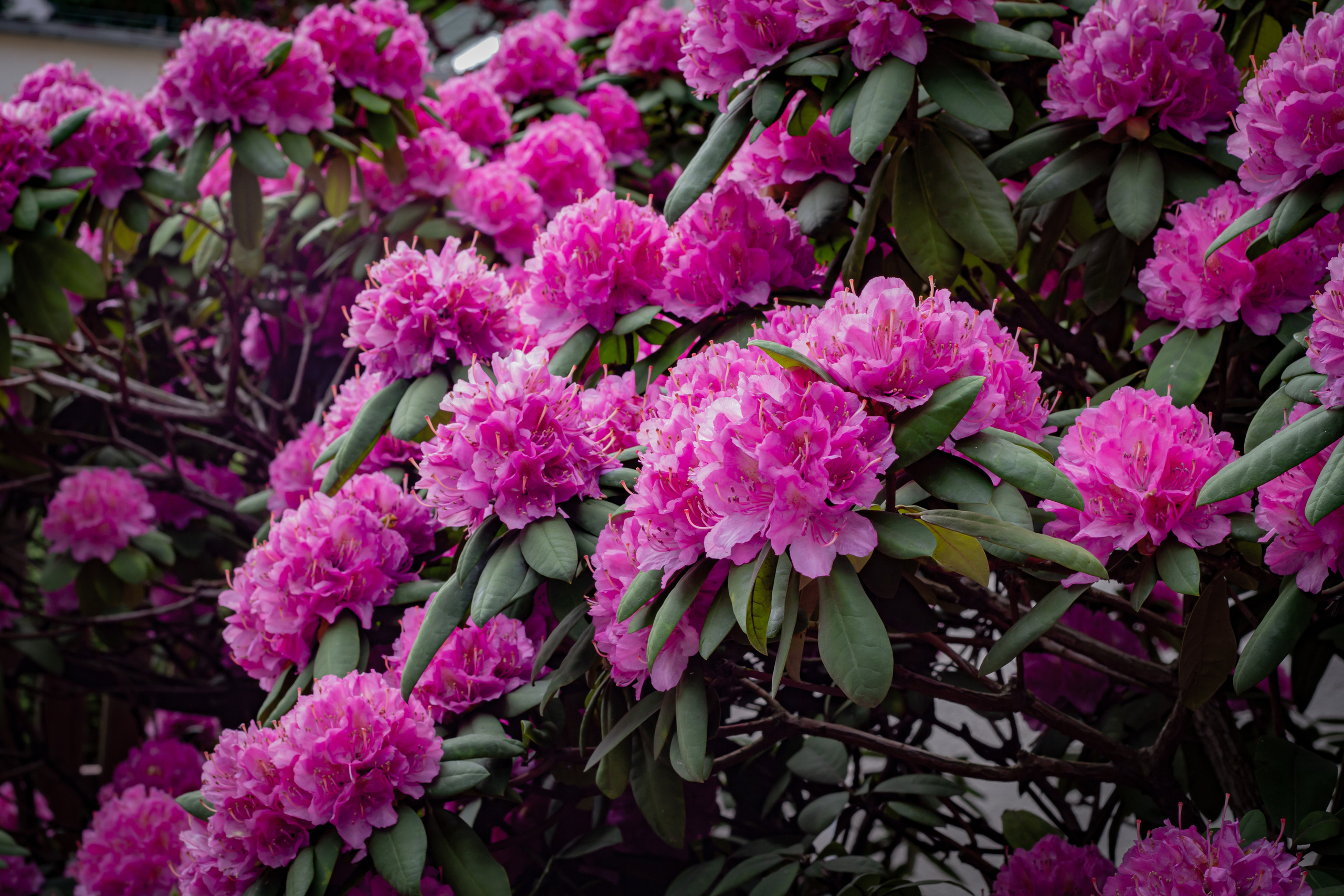 Różanecznik. Główny