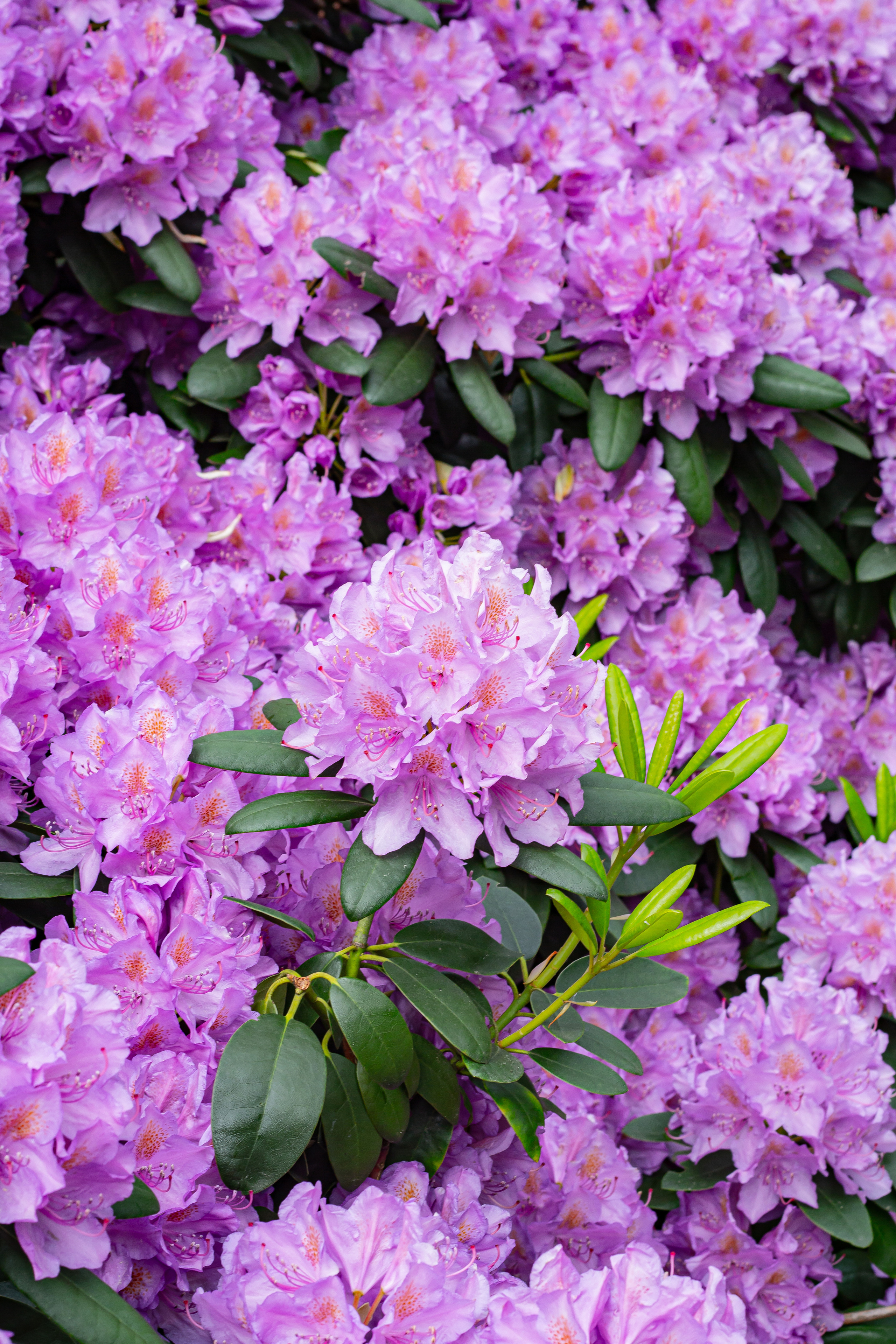 Różanecznik. Główny