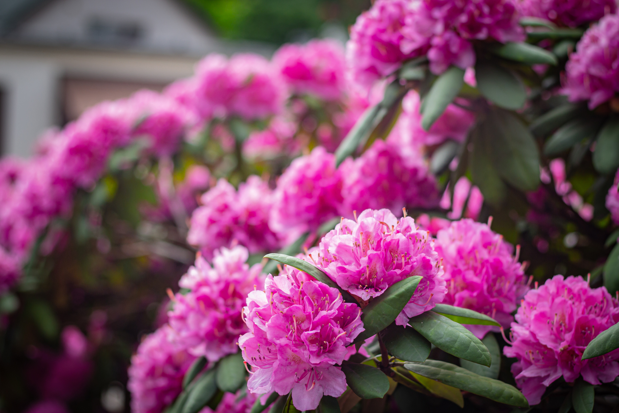 Różanecznik. Główny