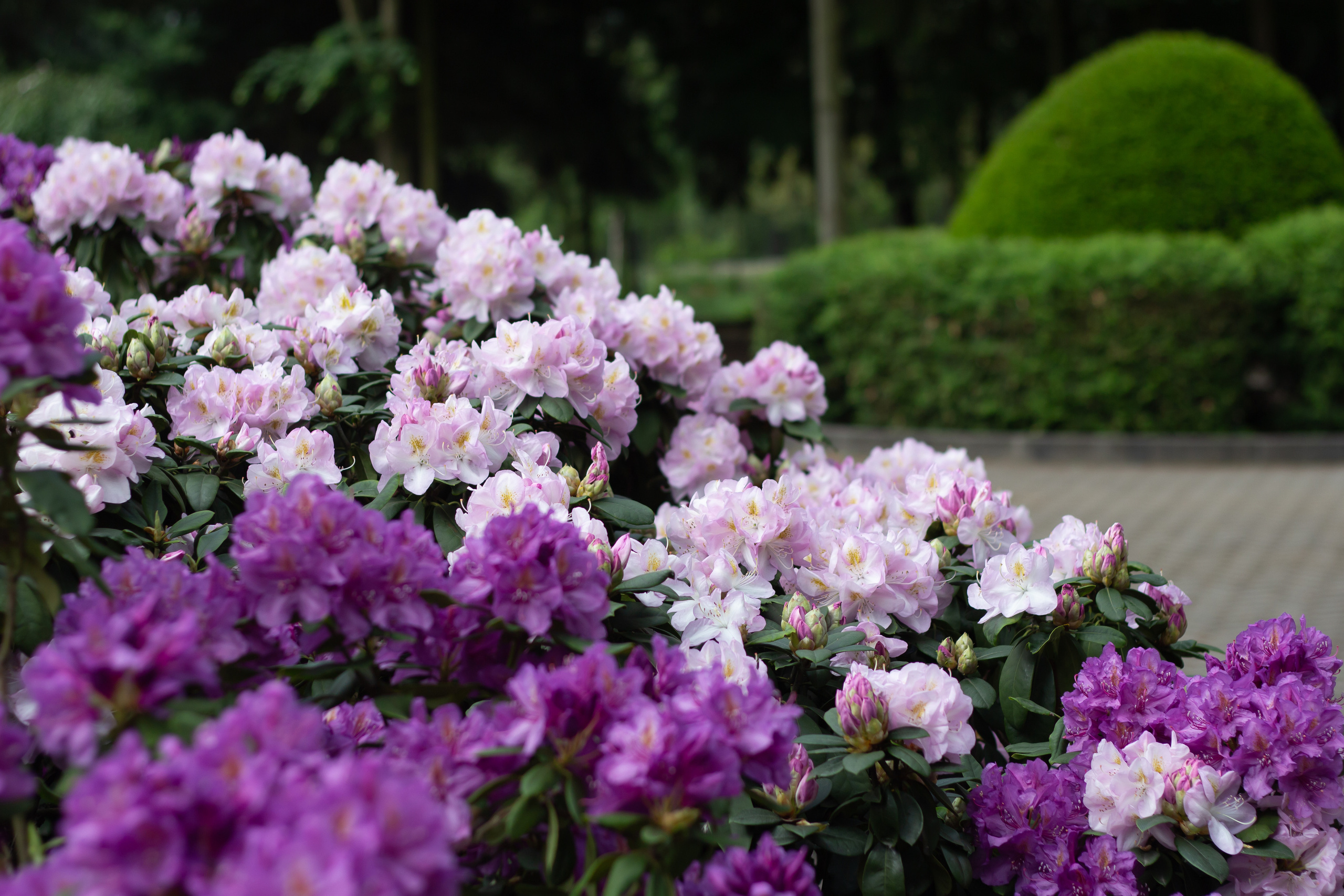 Różanecznik. Główny