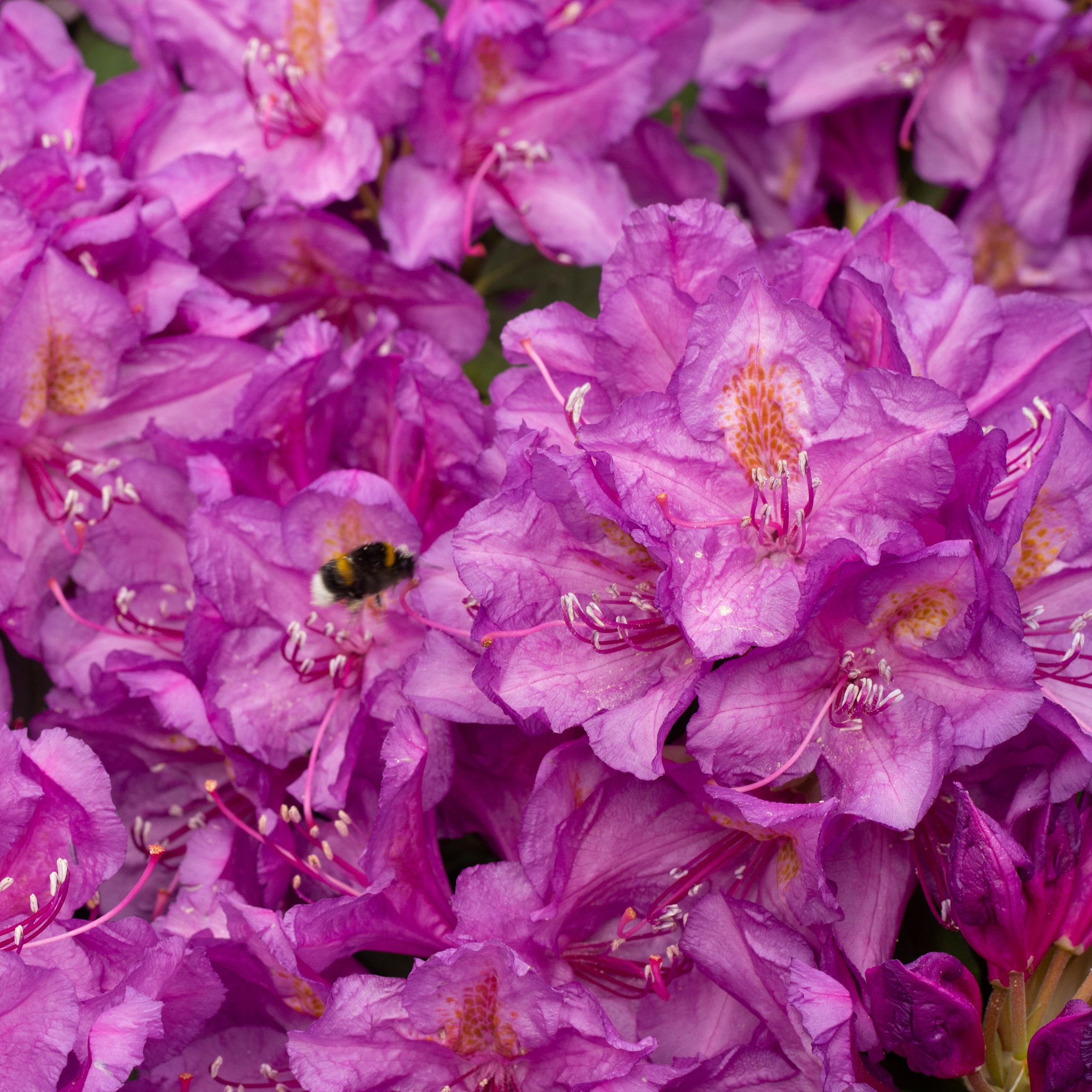 Różanecznik. Główny