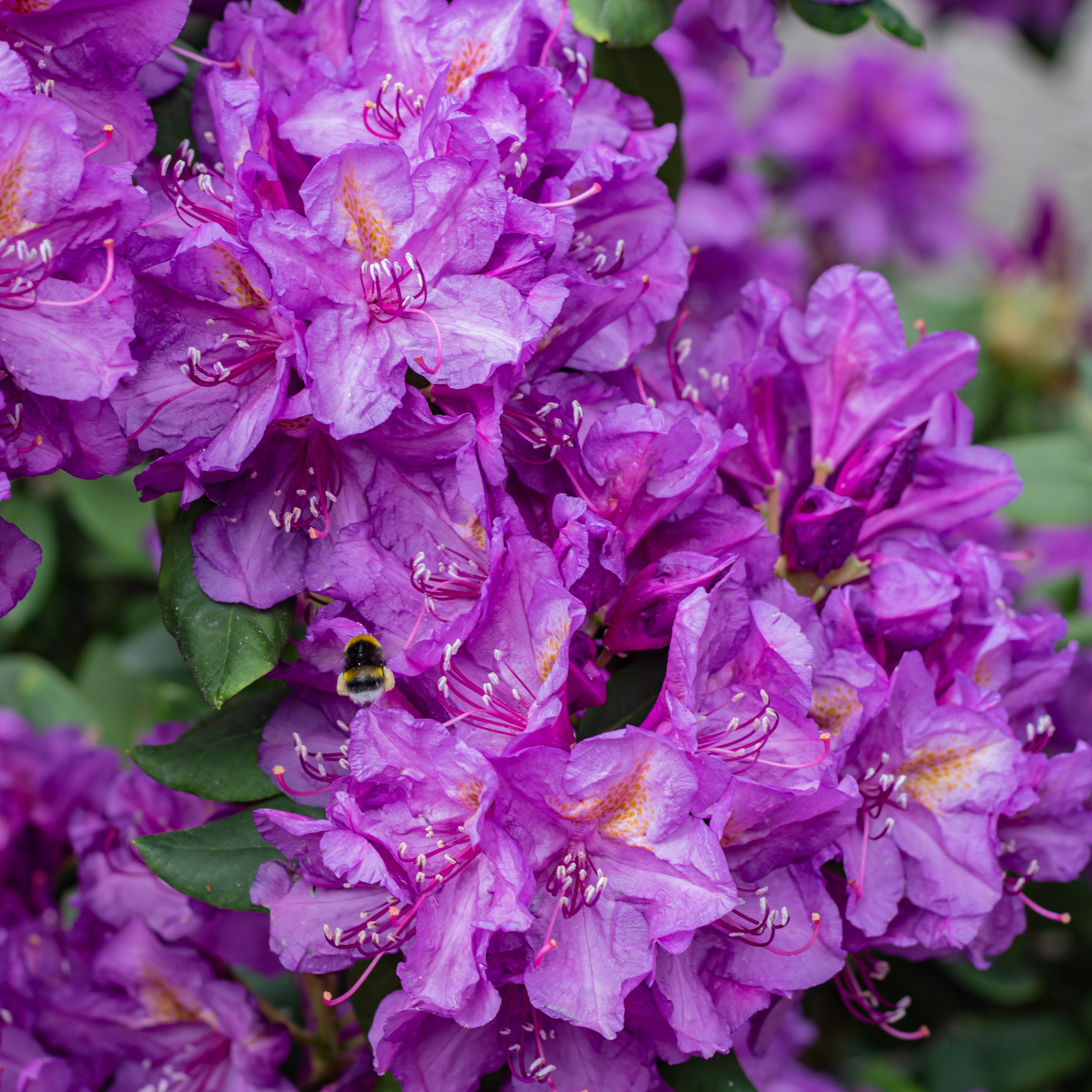 Różanecznik. Główny