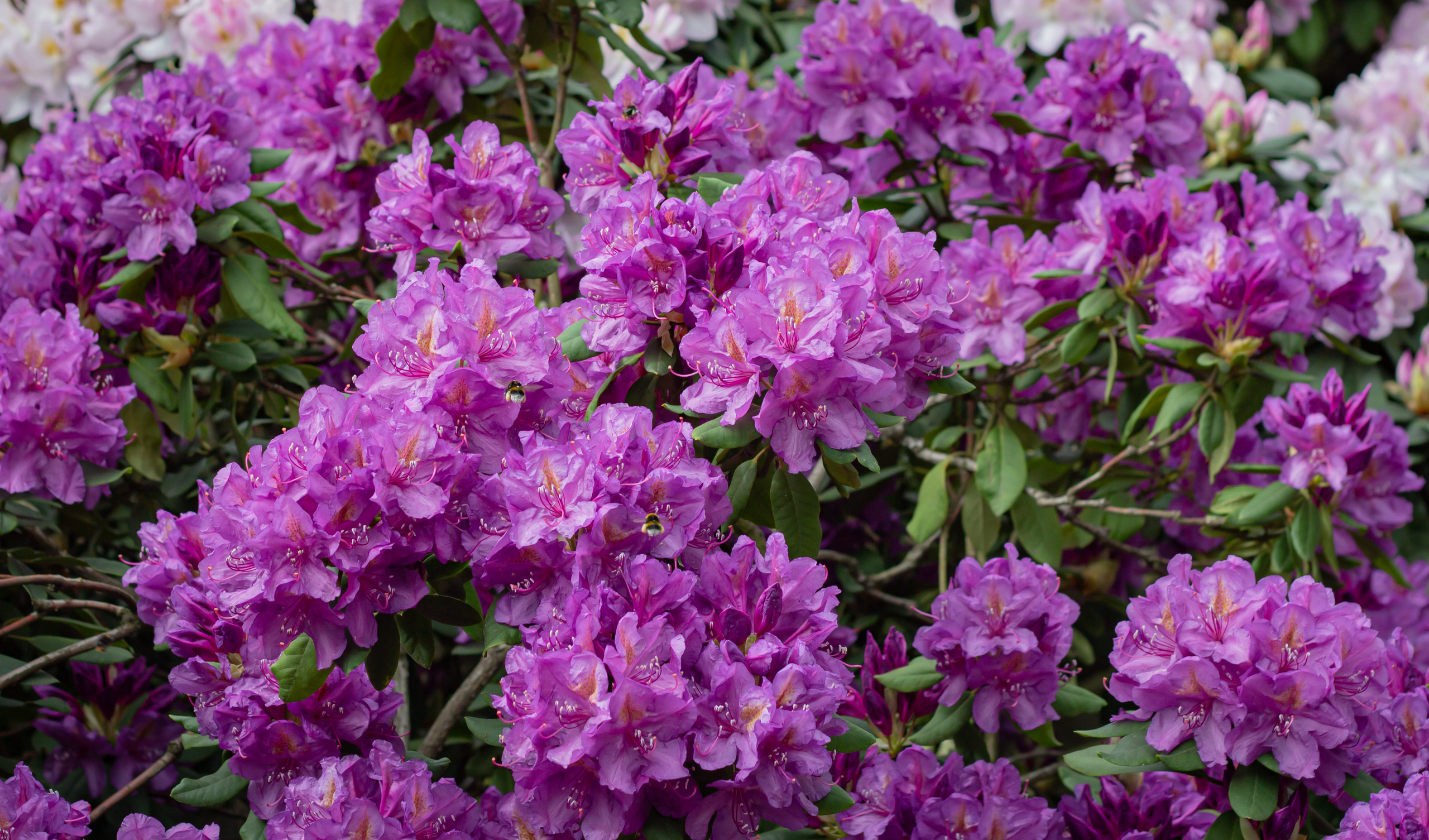 Różanecznik. Główny