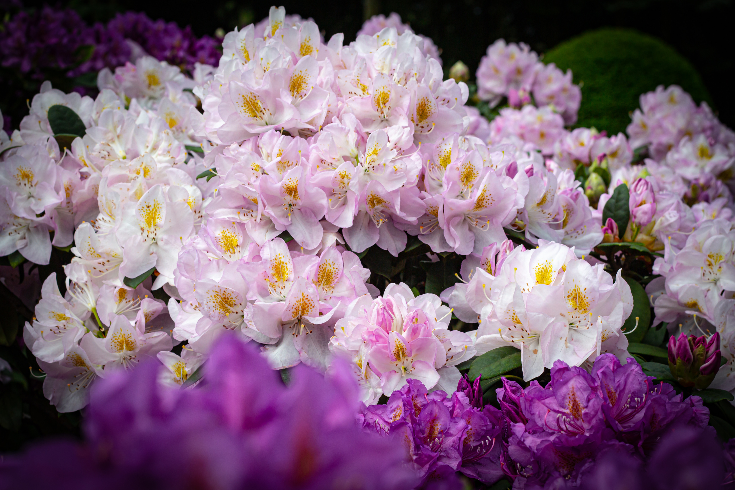 Różanecznik. Główny