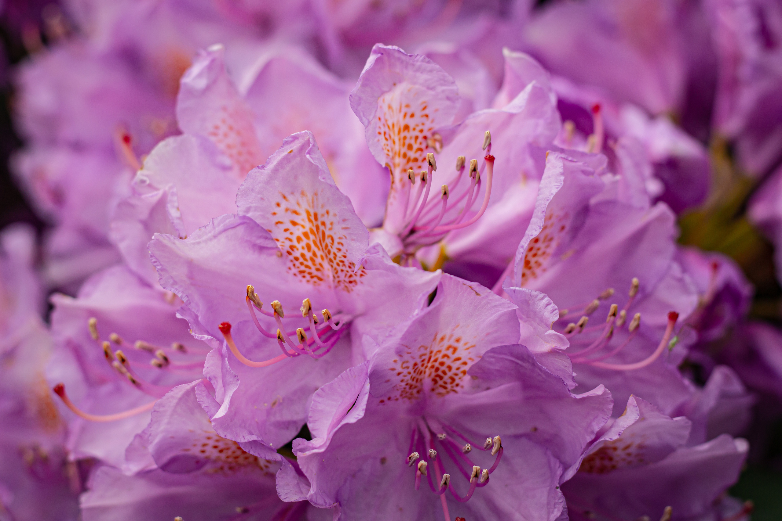 Różanecznik. Główny