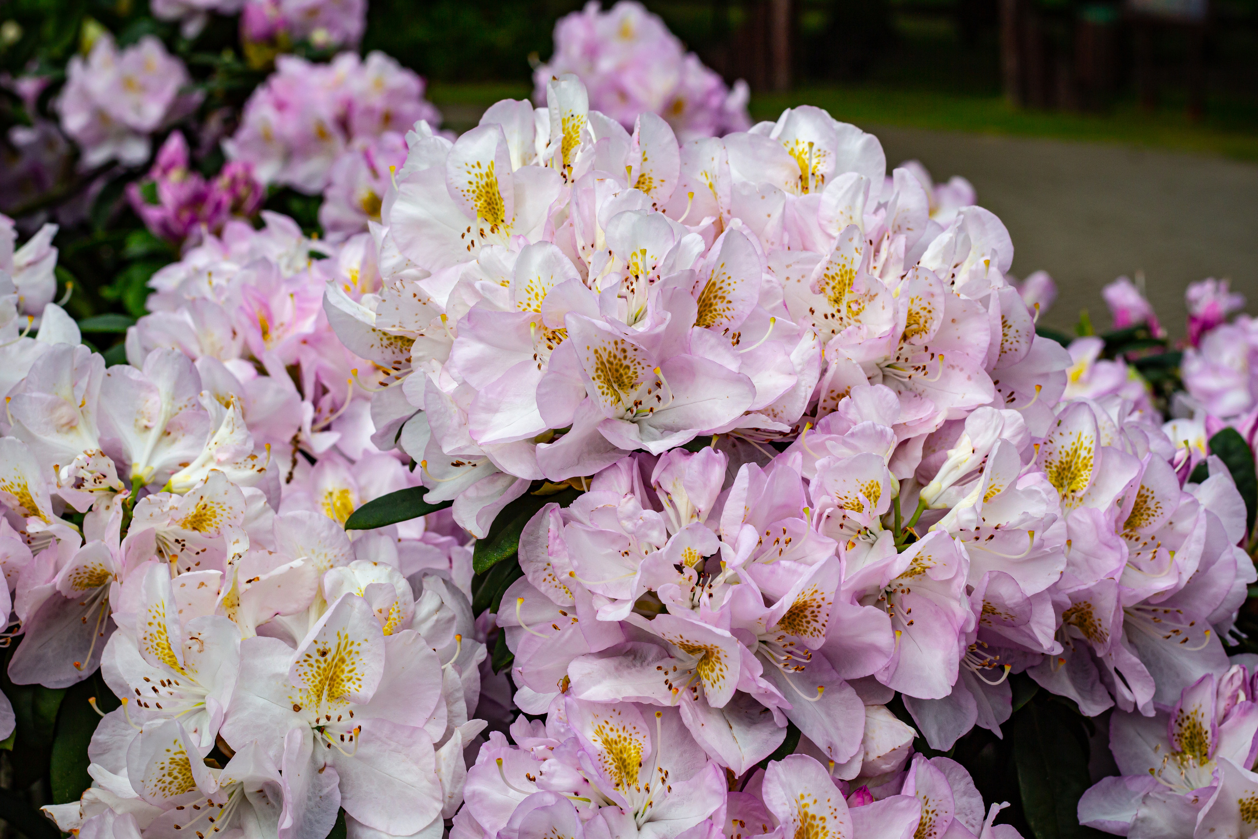 Różanecznik. Główny