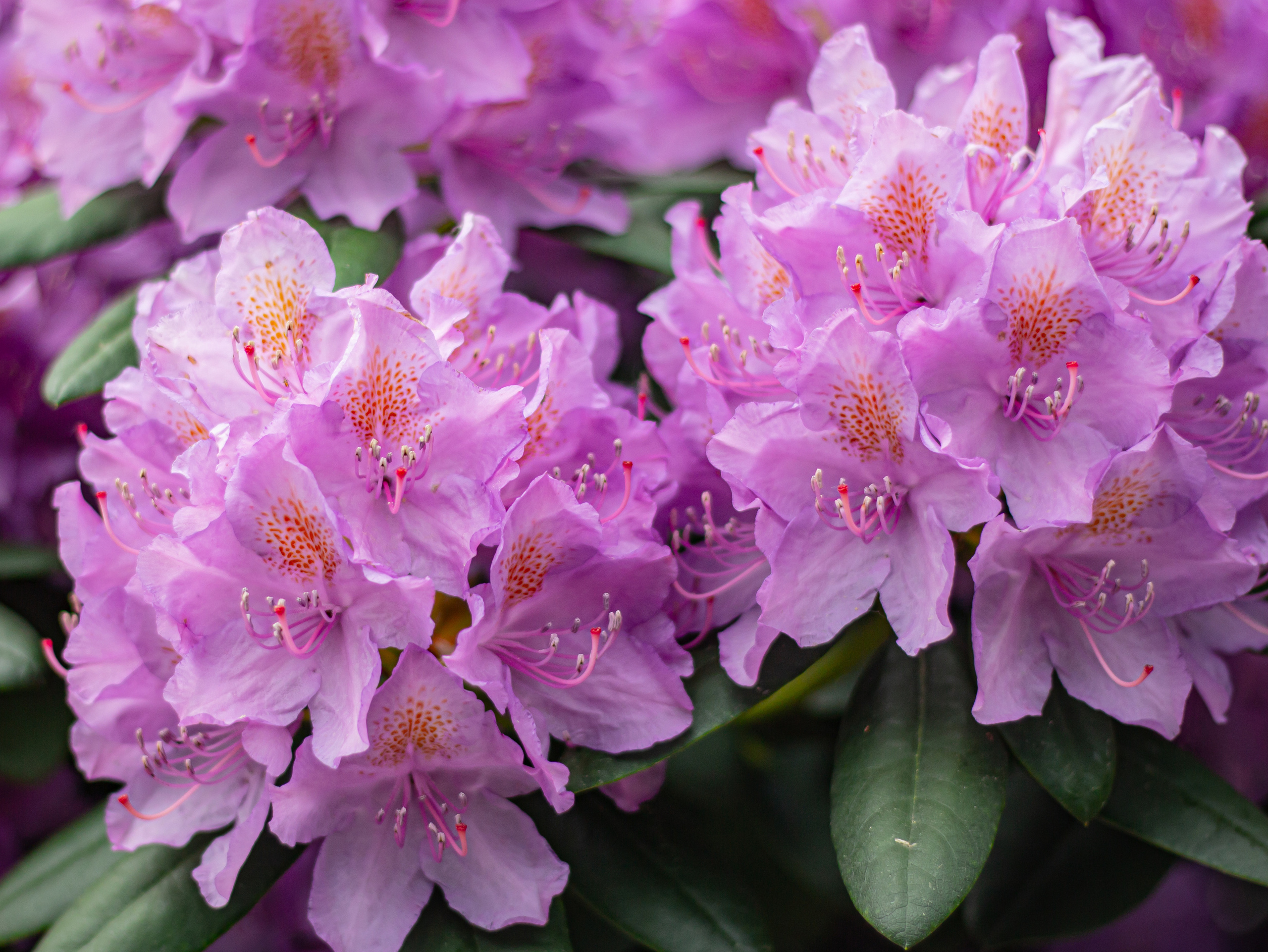 Różanecznik. Główny