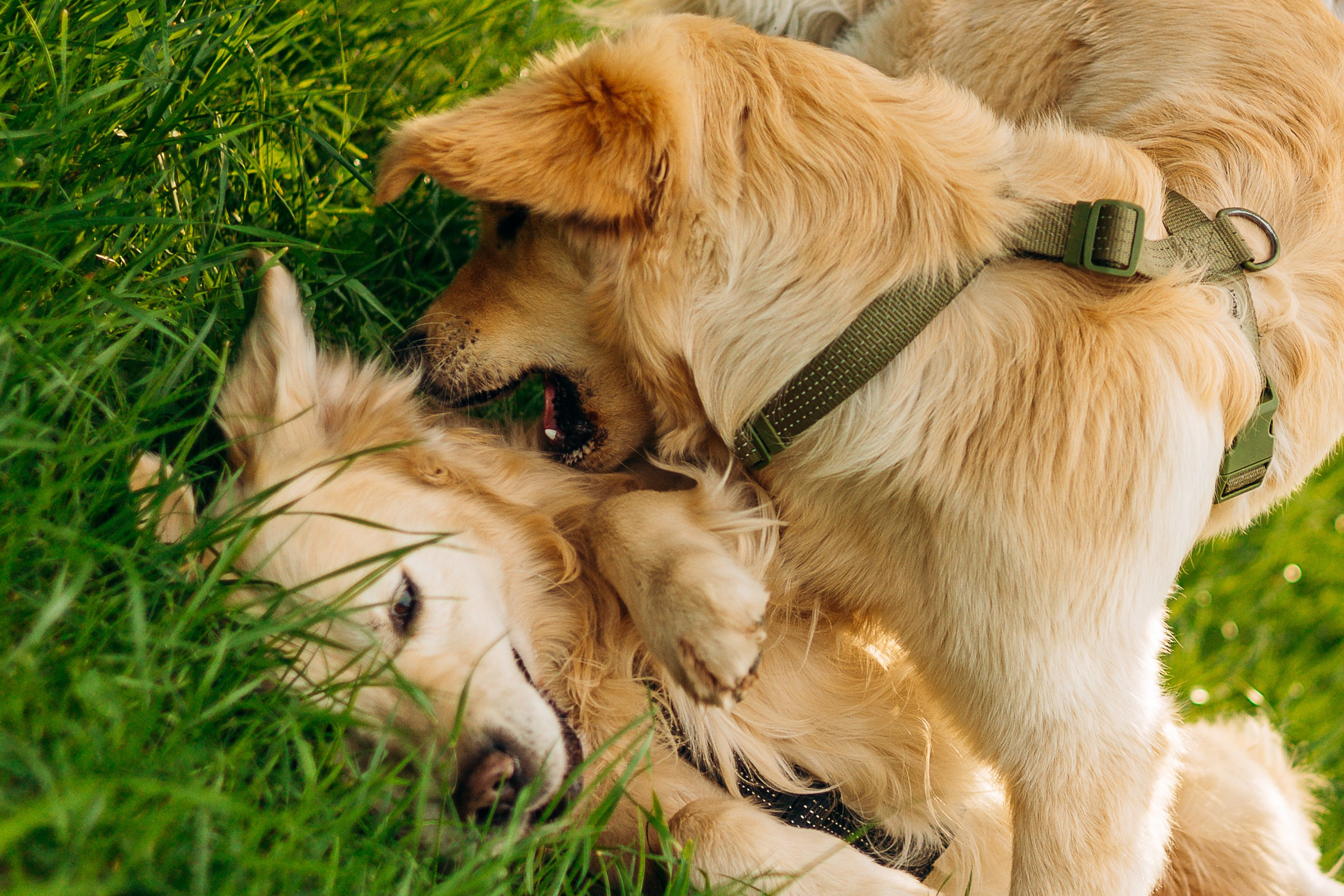 Настя, Арчи, Арагон. Фотограф-анималист | Белград