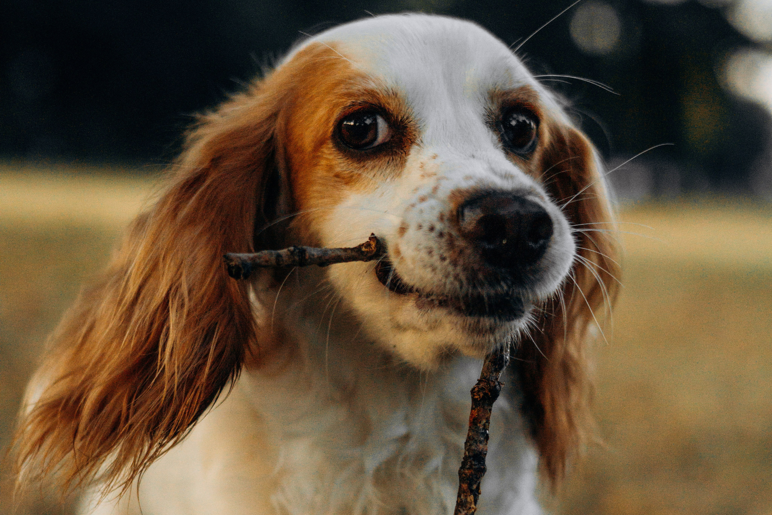 Софья и Арья. Фотограф-анималист | Белград