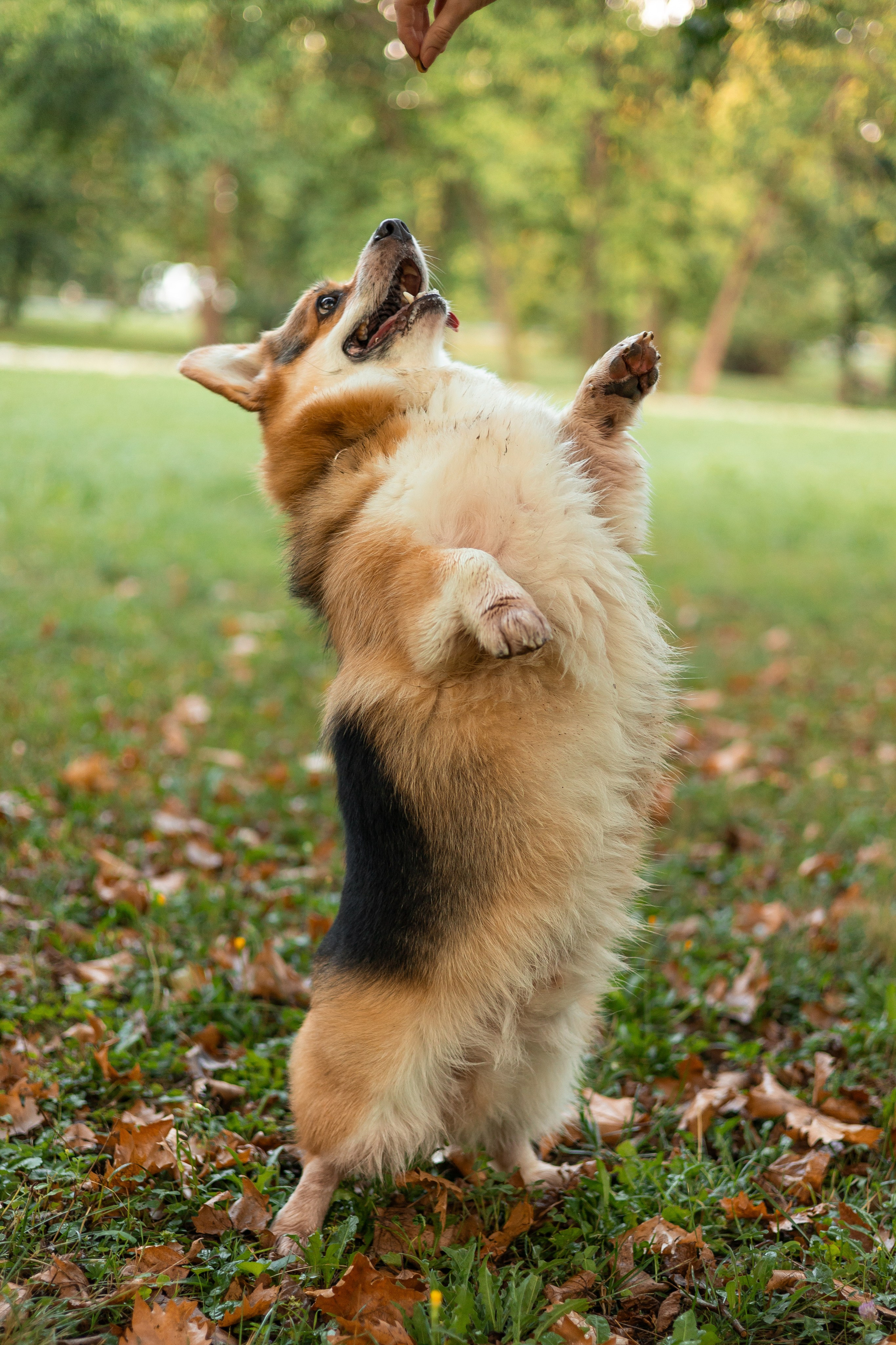 Мария и Санти. Фотограф-анималист | Белград