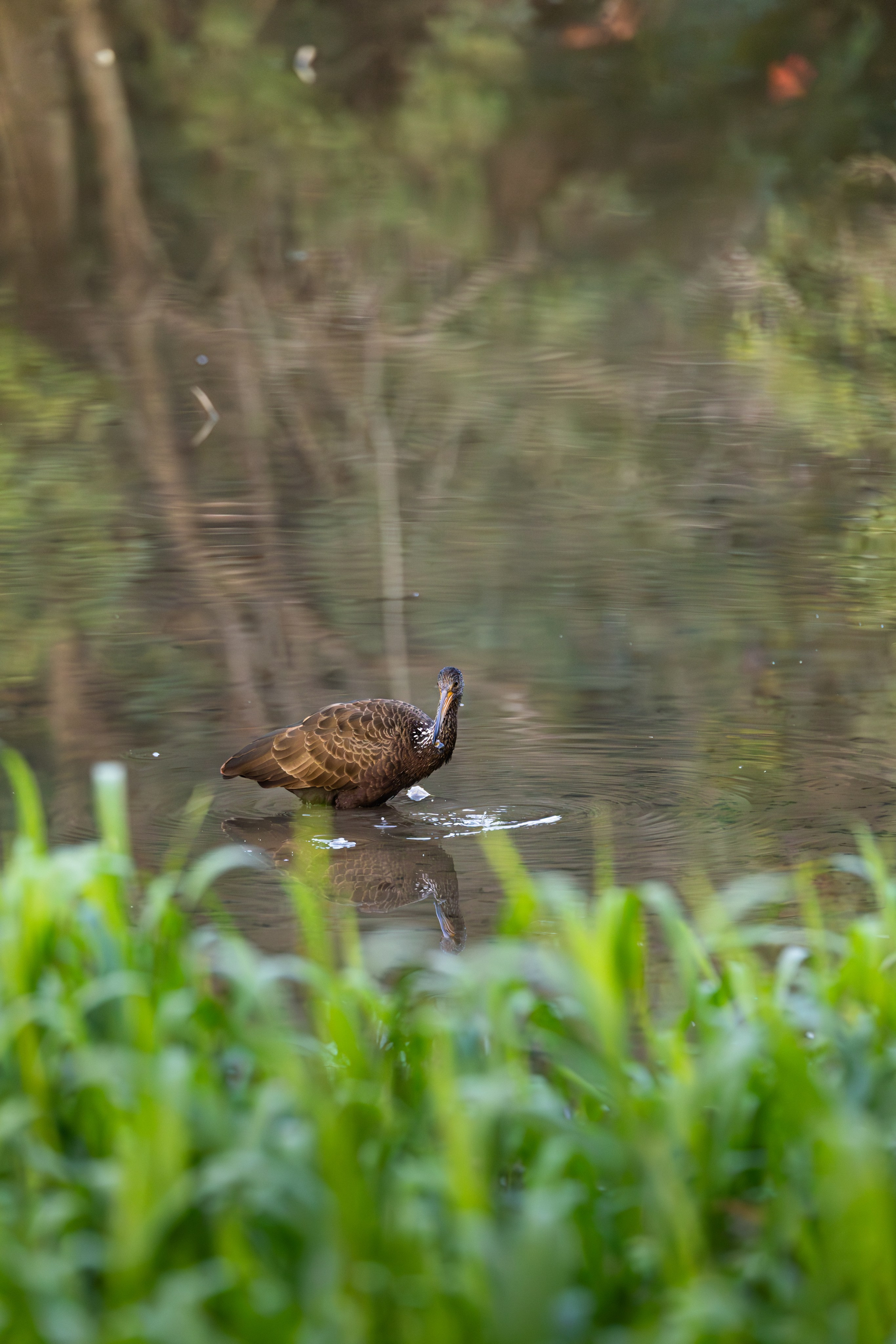 WildLife. Фотограф в Буэнос-Айресе