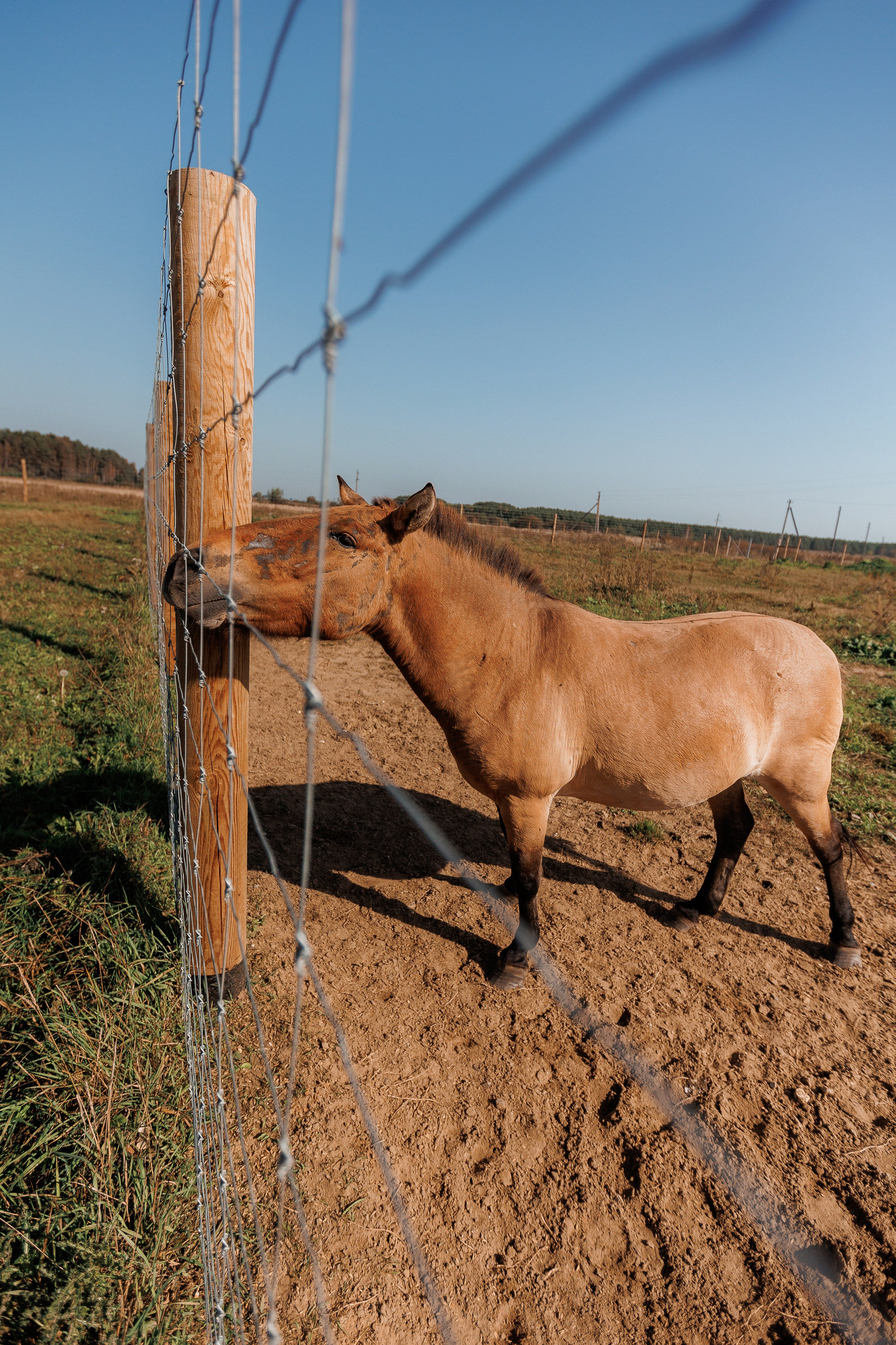 Екопарк Аміла. Ірина Терещук