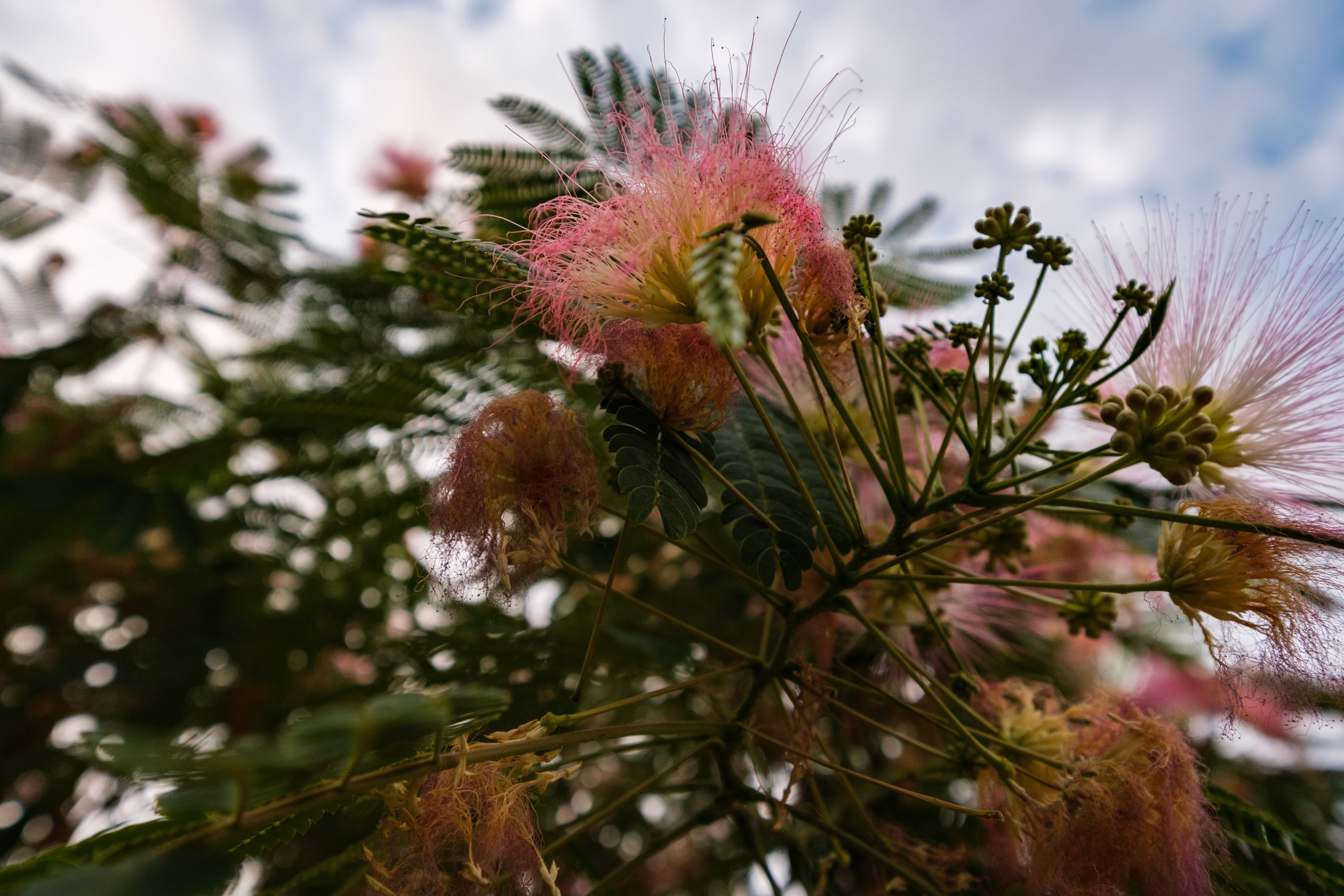 SIGMA 10-18mm DC DN (X-mount). Фотограф Григорий Кравец