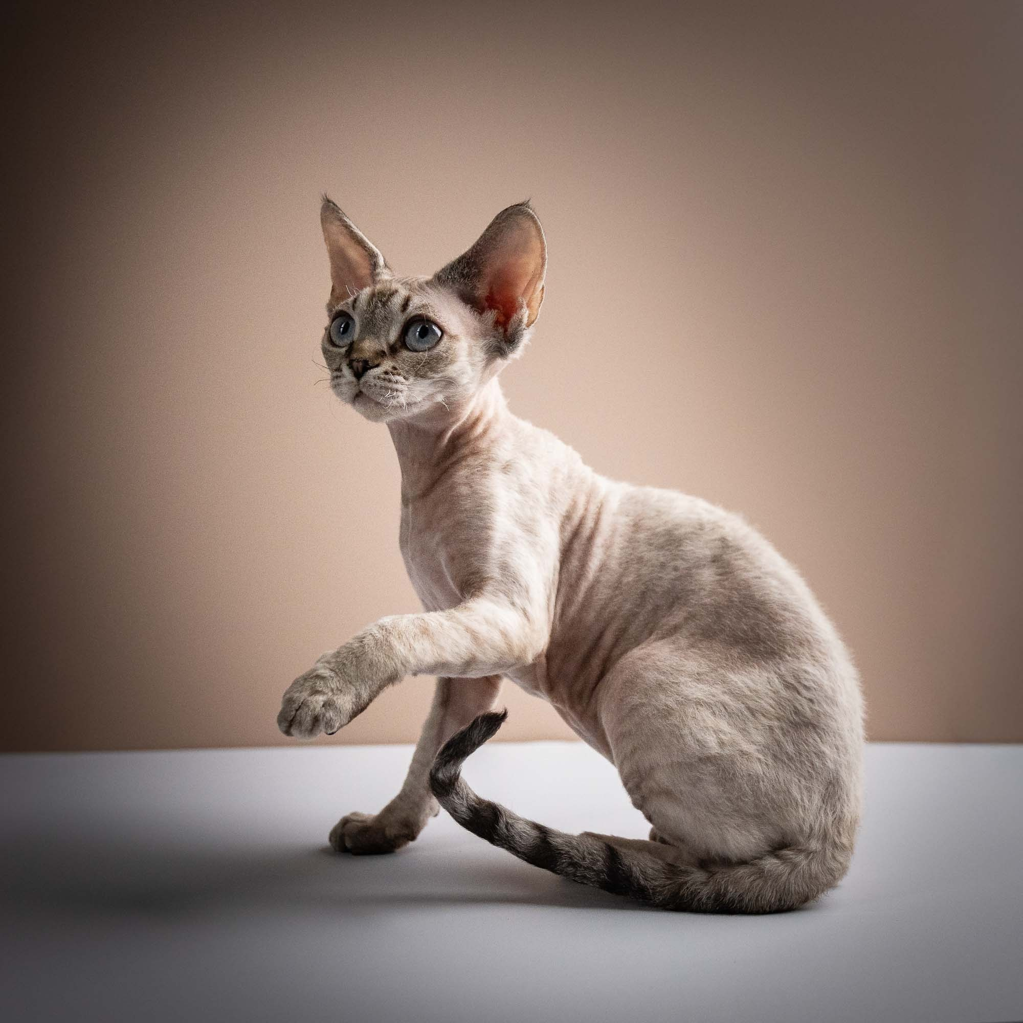 Nellie, girl, born 01.17.26. Devon Rex Pixie Cattery
