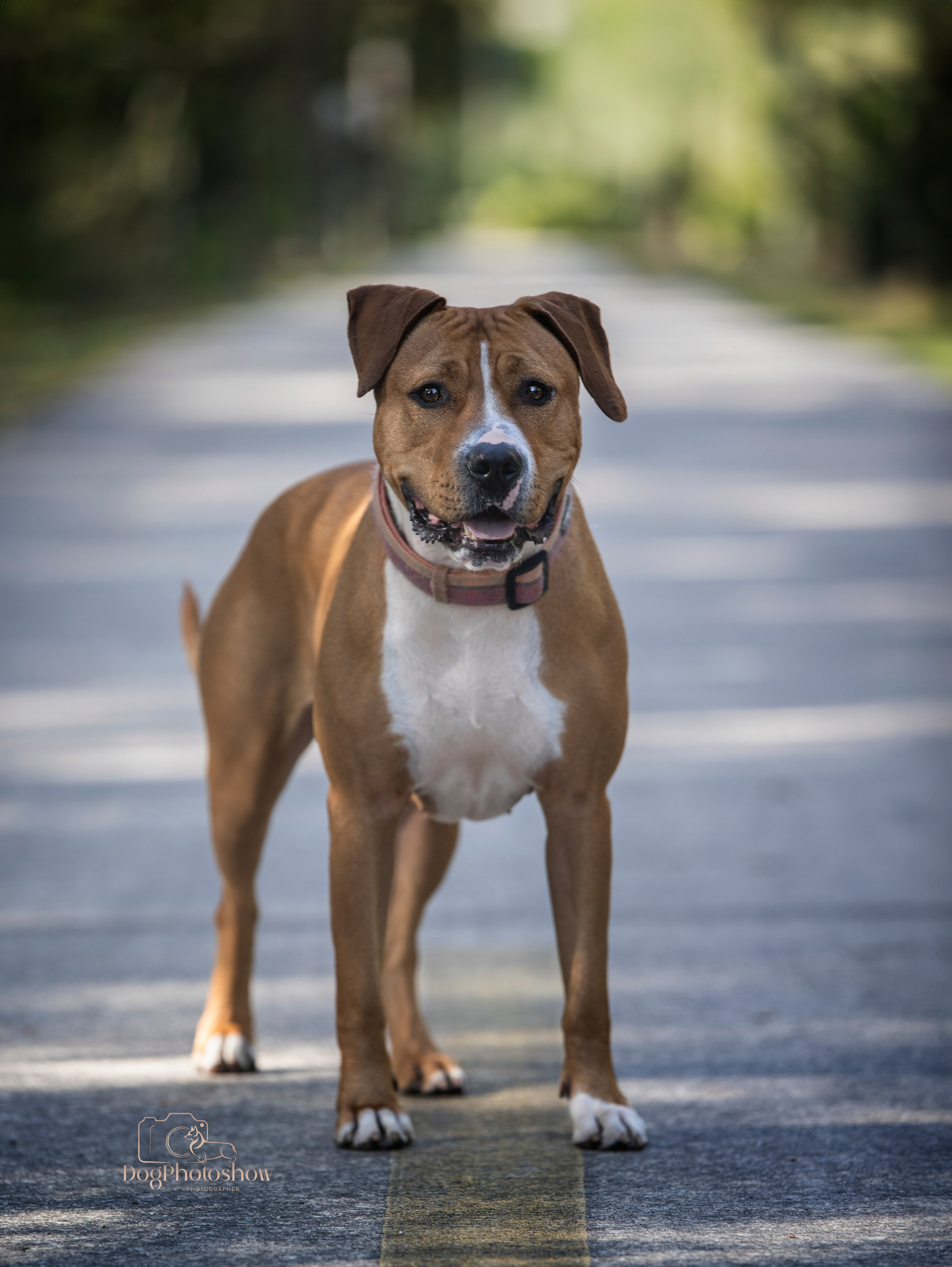 📸 8. Katerina Royter Pet Photographer North Florida