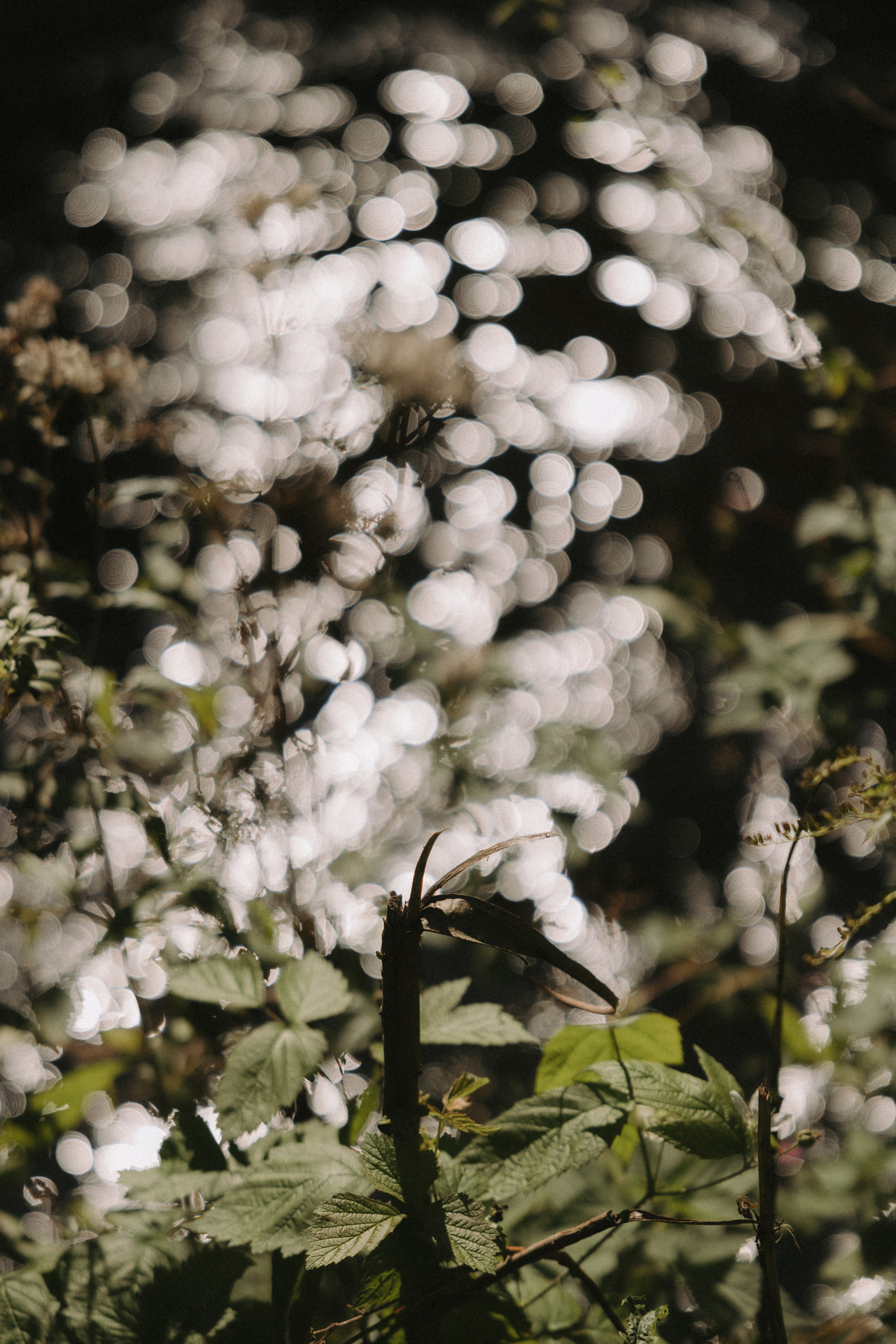 Sigita ir Artūras | Pabėgimas į gamtą ir aštrūs šešėliai. Vestuvių ir šeimų fotografė Lena Bondarenko / belove photo