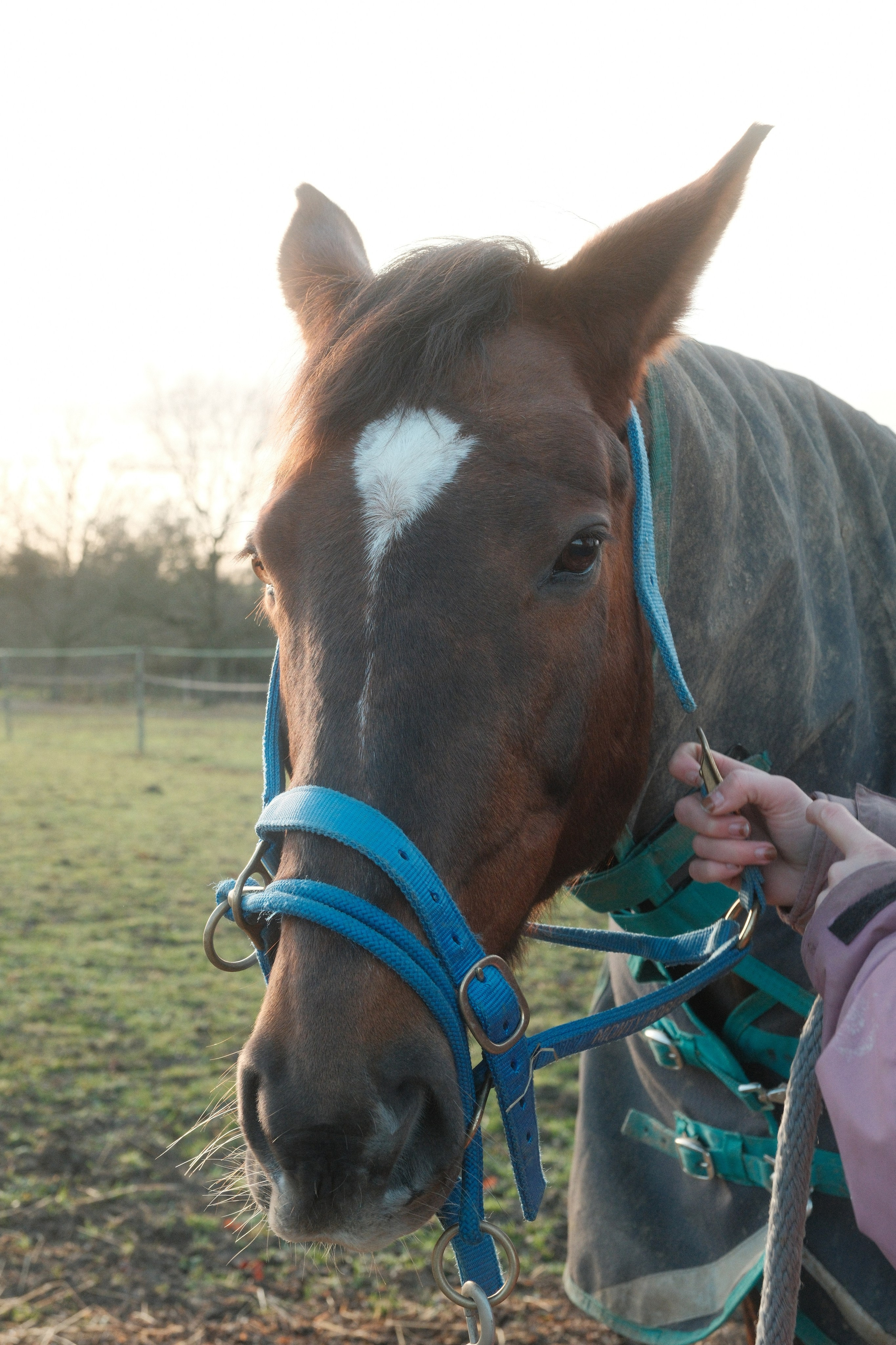 Portrait photography with Fudge the horse. Cal Takes Photos