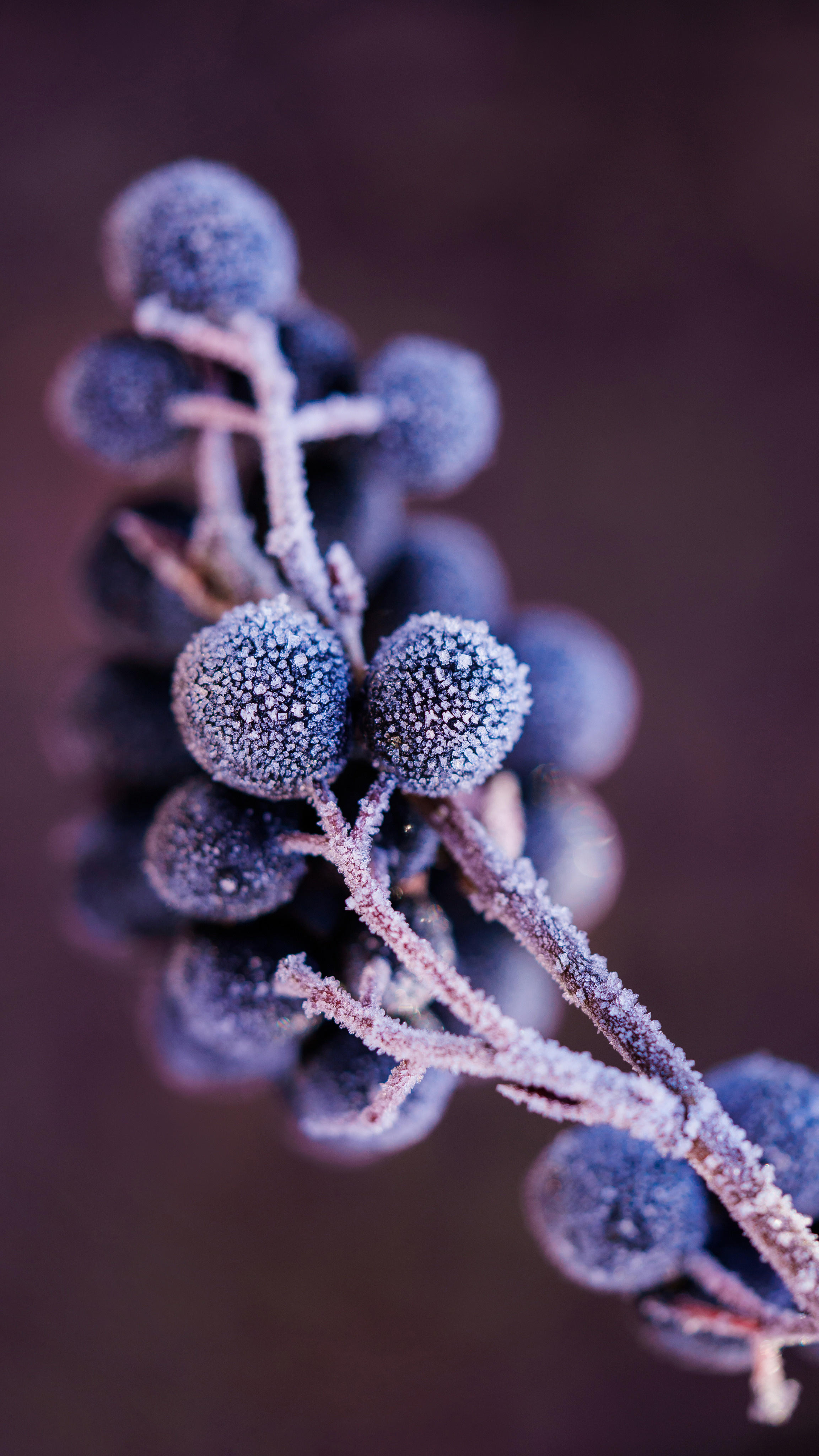 Backgrounds for Your Phone