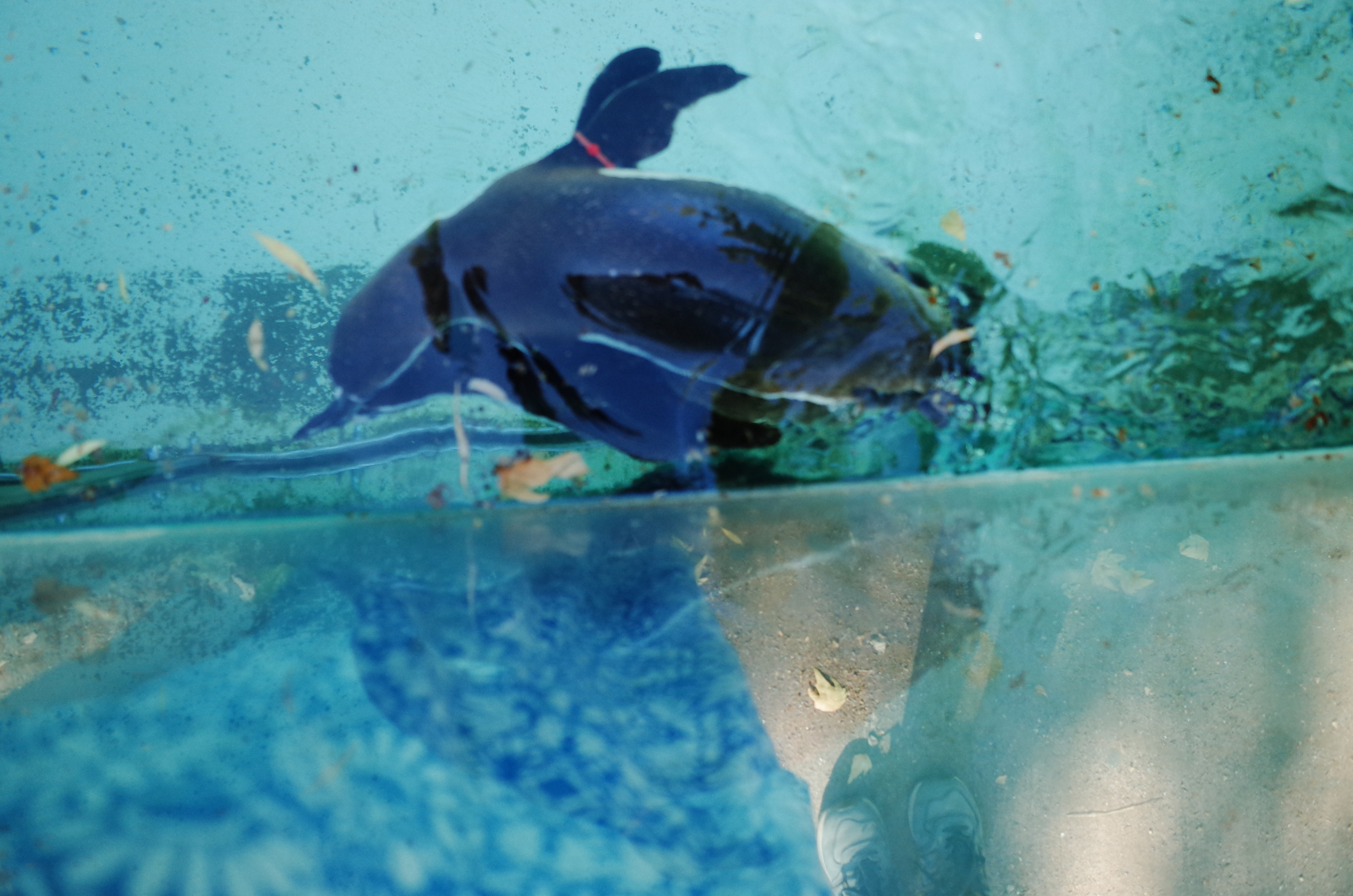 Little penguins. London zoo. Victoria Dini Photography