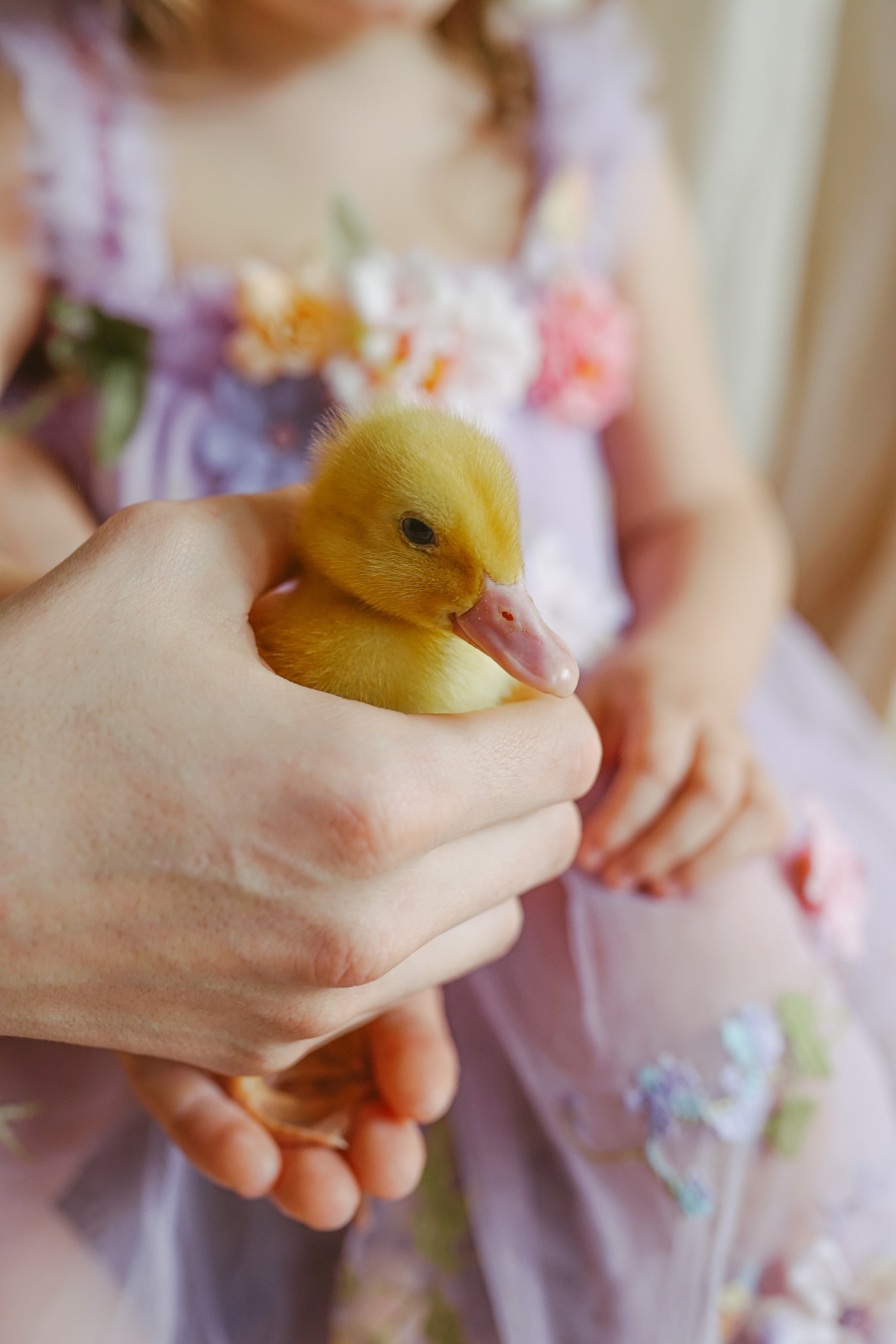 Ședințe Foto de Paște Brașov: Gălbenuș | Mădălina Beda. Madalina Beda- Artist vizual, fotograf, doula la nastere, consultant babywearing Brasov si in toata tara