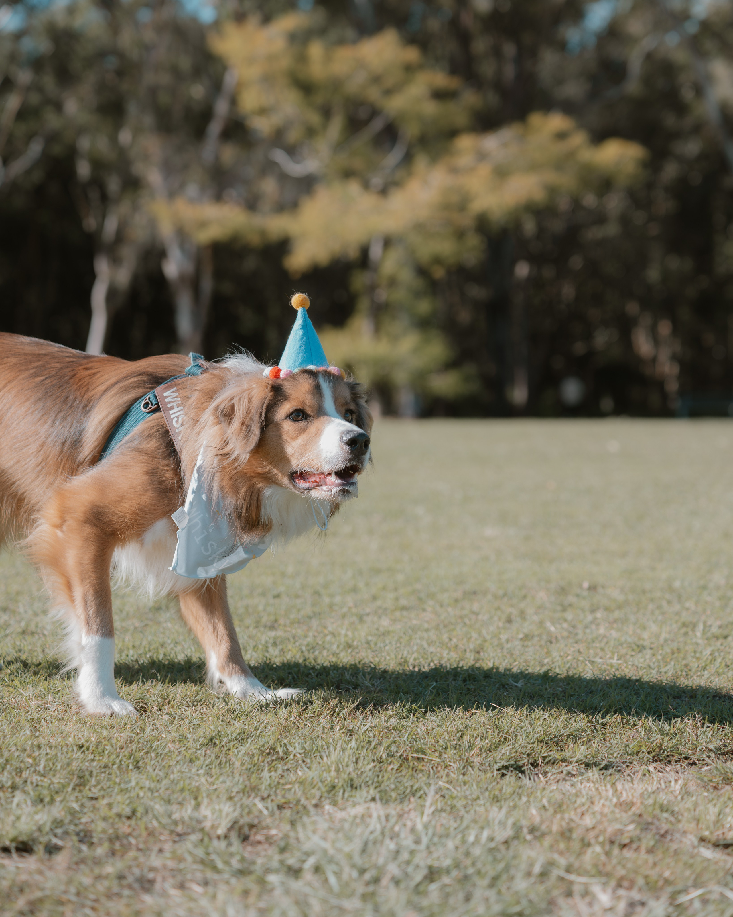 Pet — BorderColie. JS Photoshoot | Family, Events & Pet Photographer in Brisbane