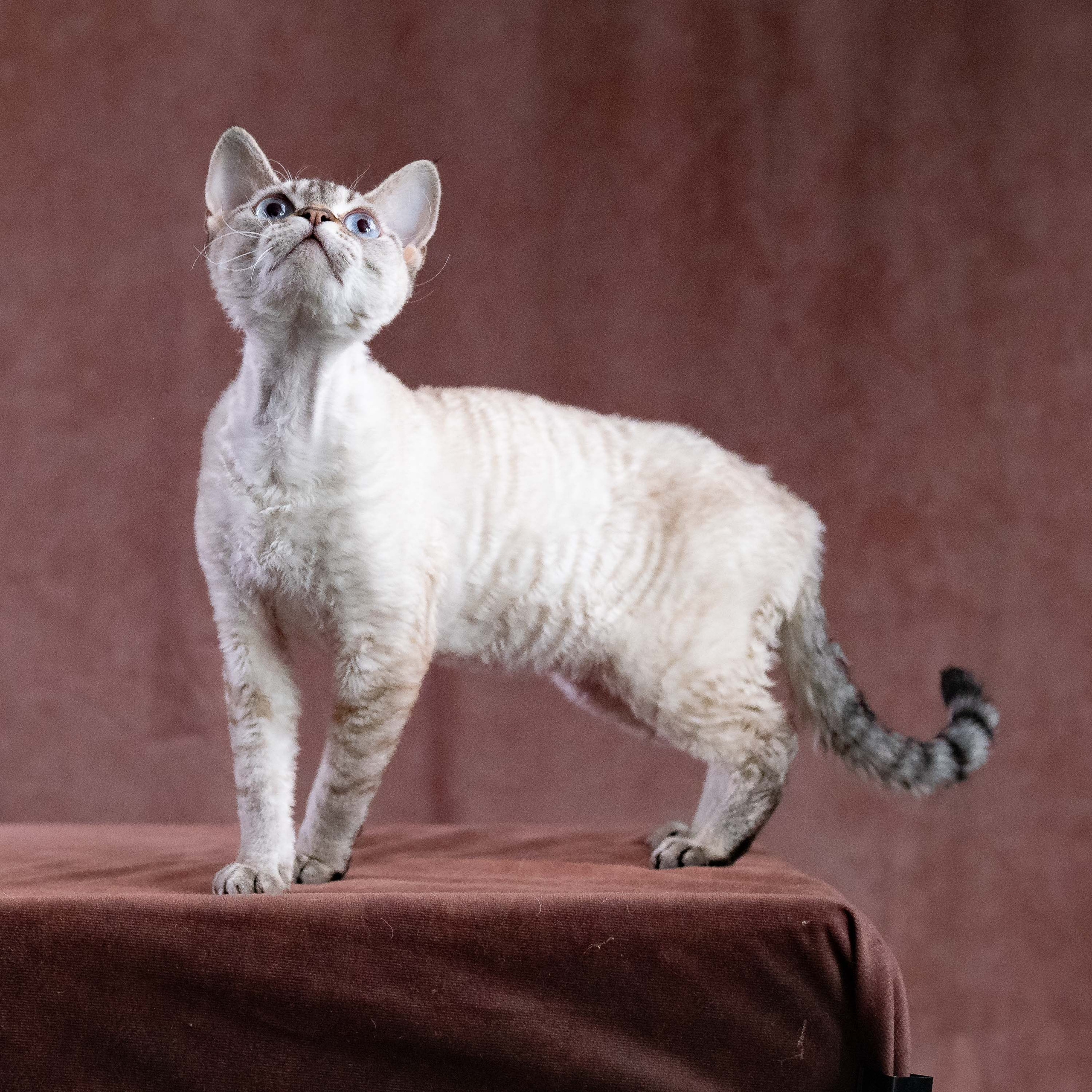 CH Txelfkatz Lolly. Devon Rex Pixie Cattery