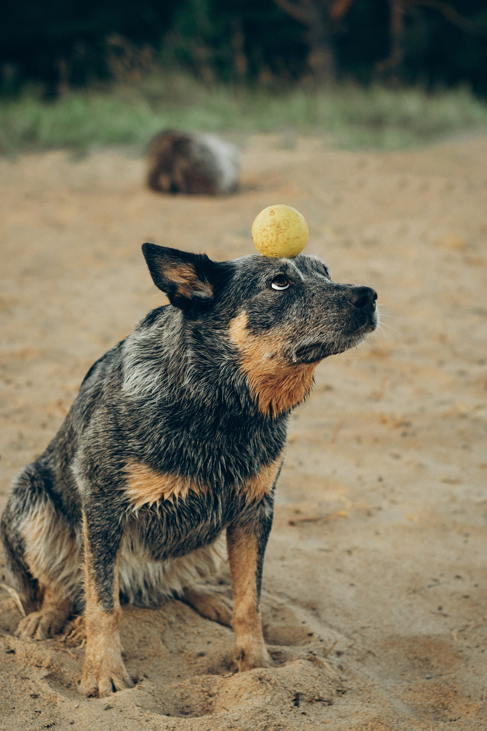 Dakota, Australian Cattle Dog. Kat Laisaar — Pet photographer in Tallinn