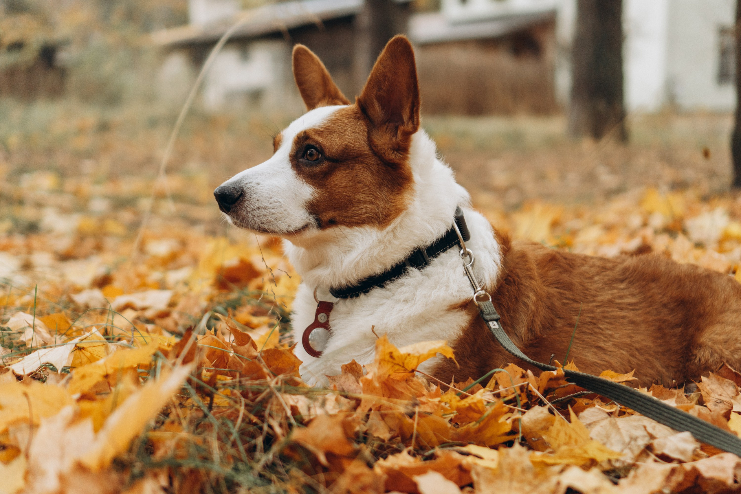 Jelena and her Sandy, Pug and Katja and her Safiir, Cardigan Welsh Corgi. Kat Laisaar — Pet photographer in Tallinn