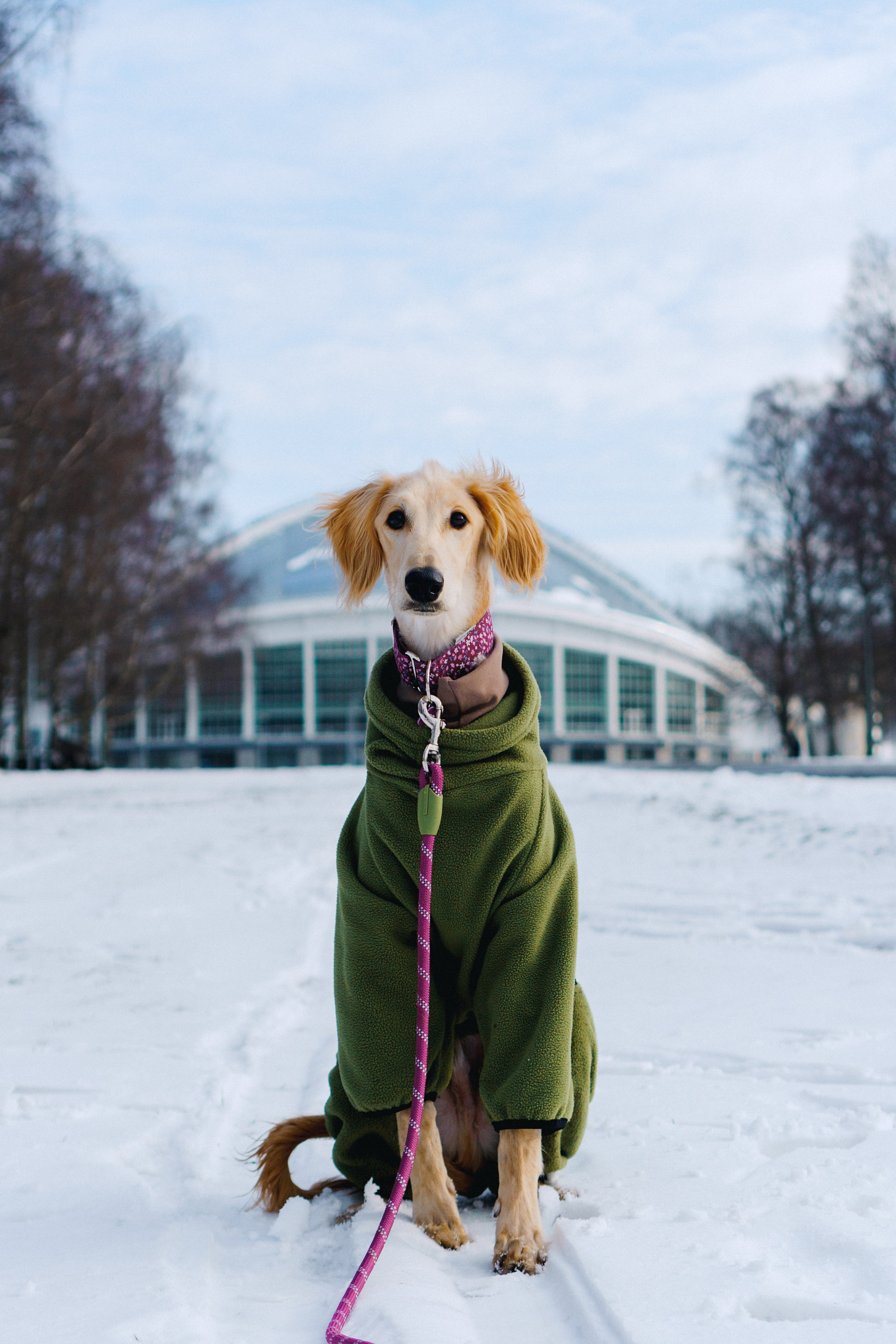 Nicole & Sky. Kat Laisaar — Pet photographer in Tallinn