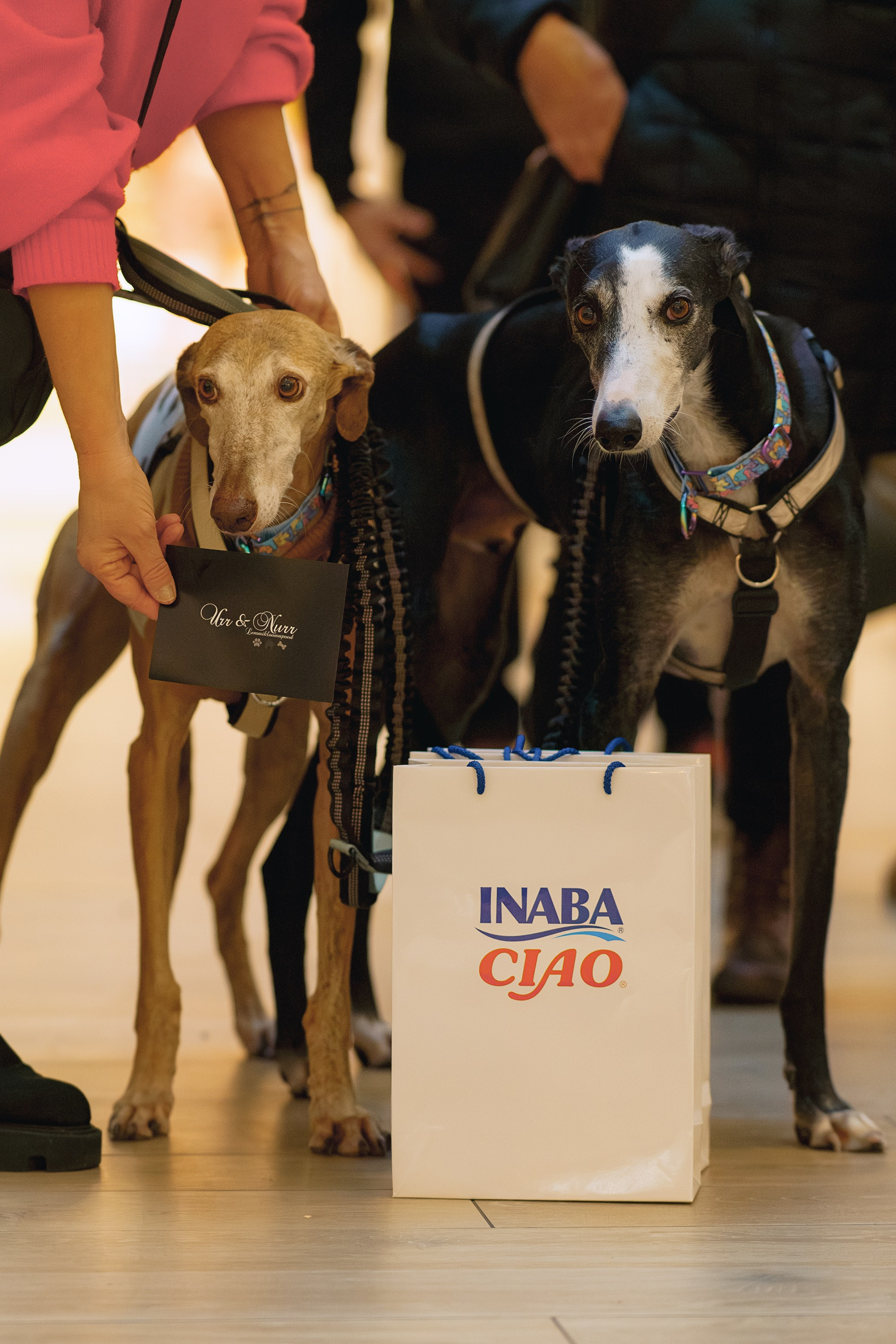 GalgoTreff / Solaris keskus 16 november. Kat Laisaar — Pet photographer in Tallinn