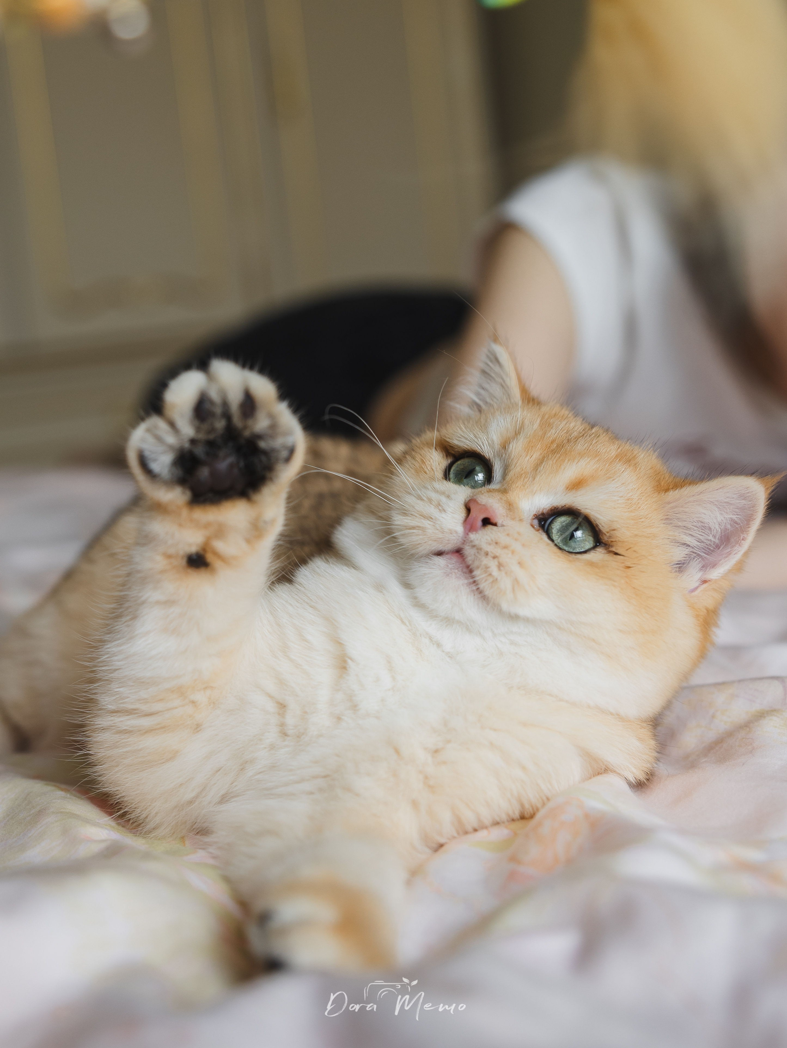 Two loved cats resting close together in a soft pet family portrait.