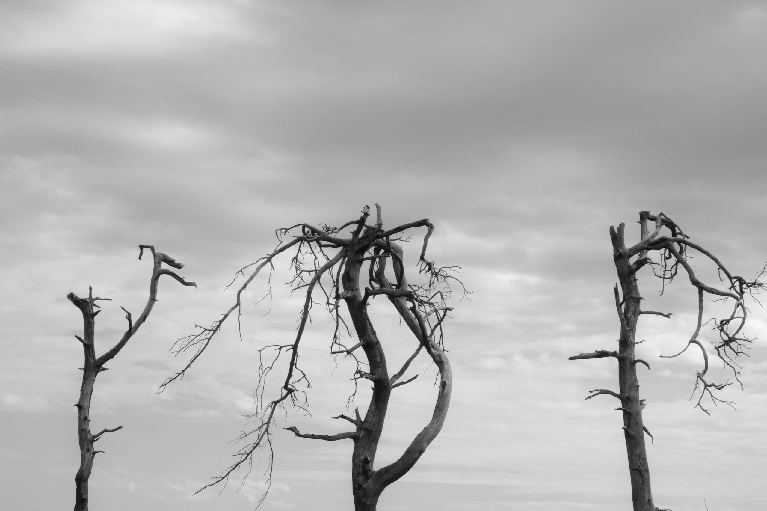 Demyd — art collection