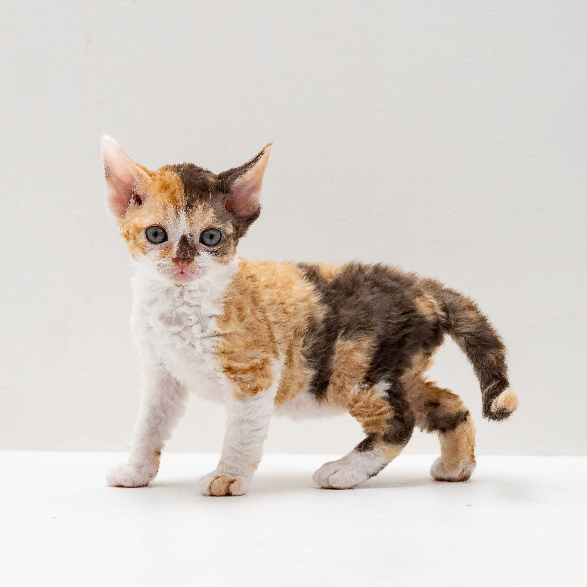 Sepulka,  girl, born on 01.18.25. Devon Rex Pixie Cattery
